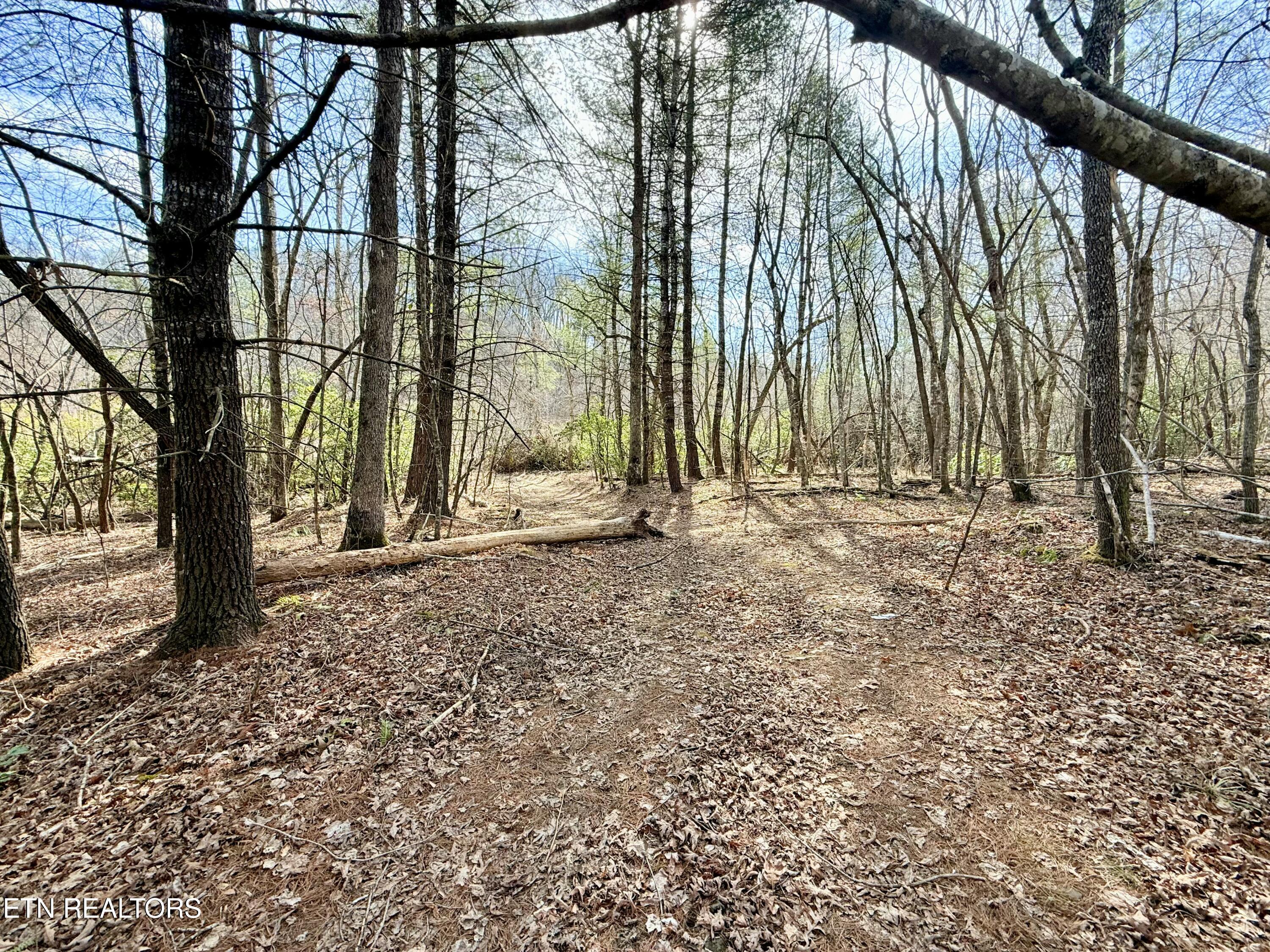 Skull Creek Road Robbins TN 37852