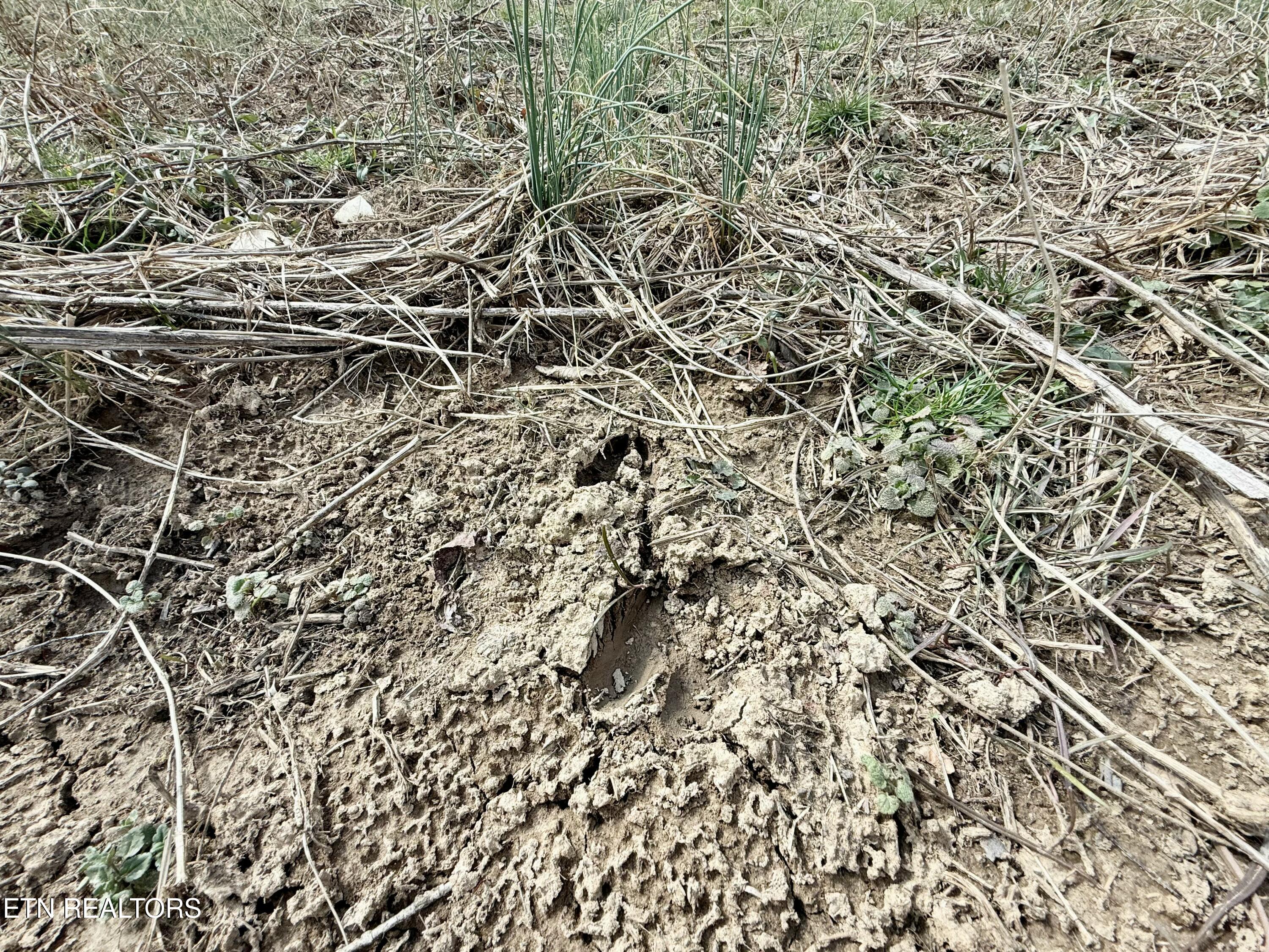 Skull Creek Road Robbins TN 37852