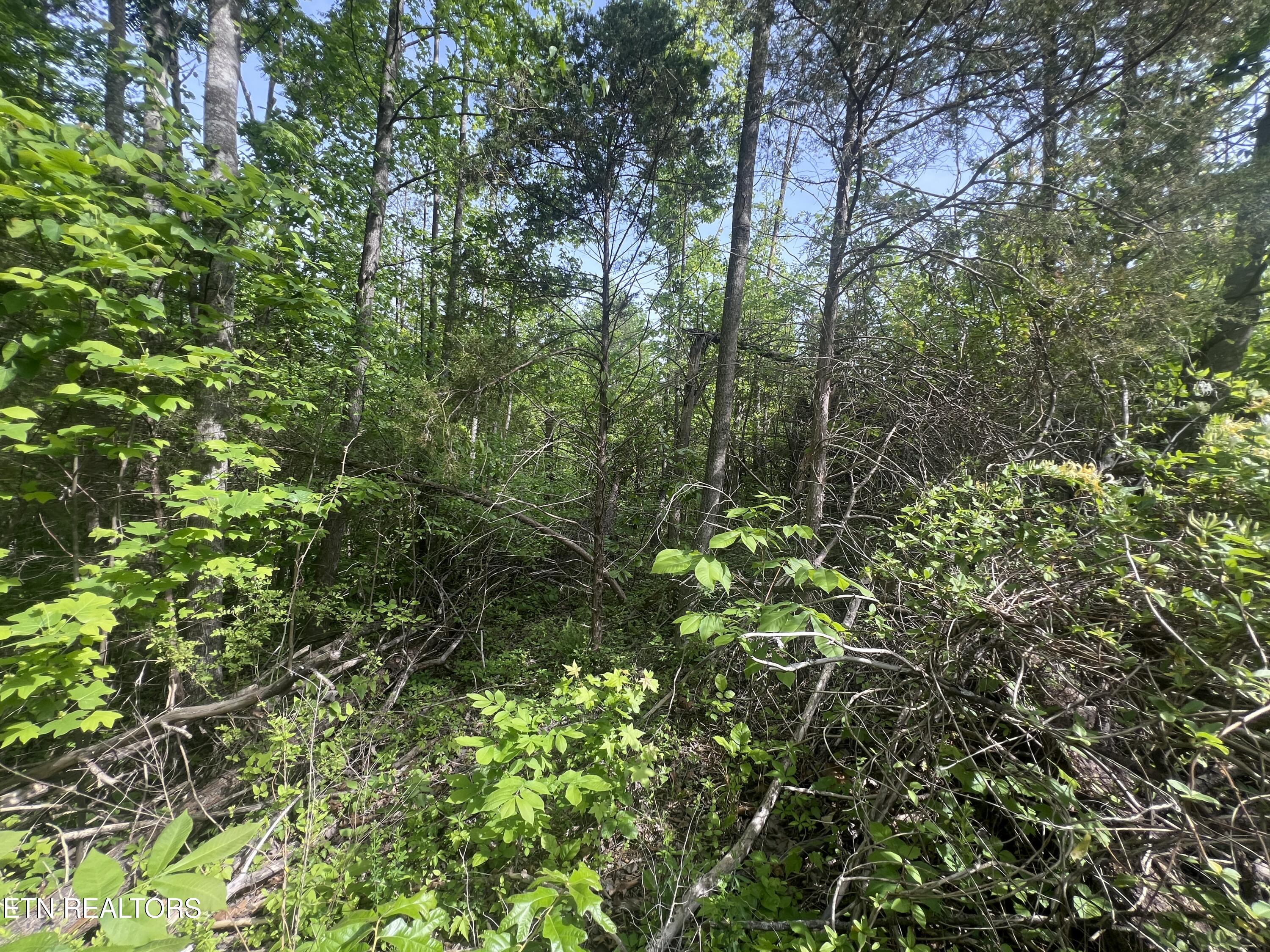 Big Hollow Road Monroe TN 38573