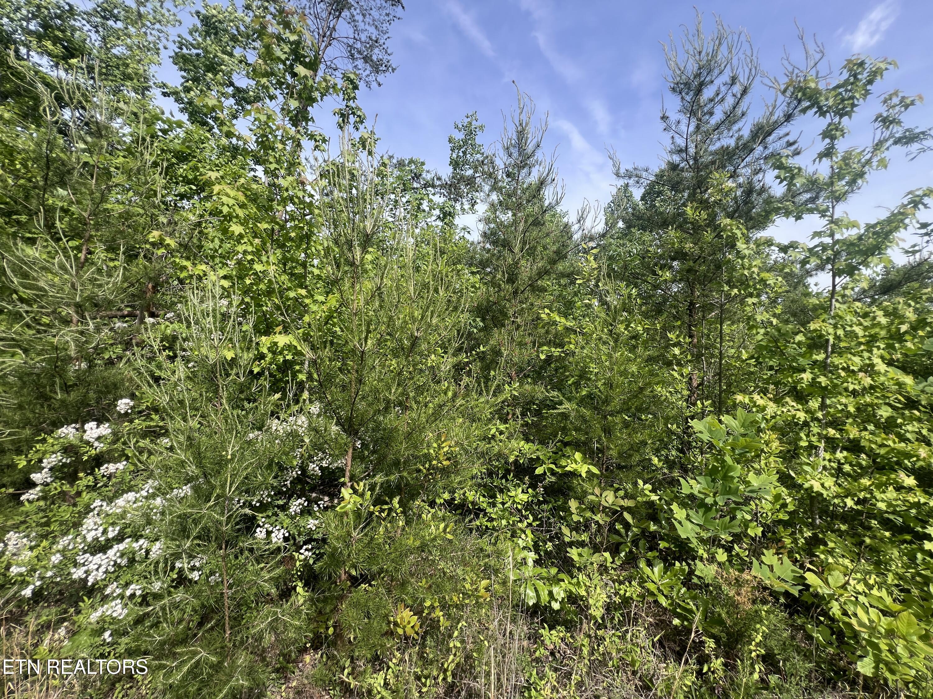 Big Hollow Road Monroe TN 38573