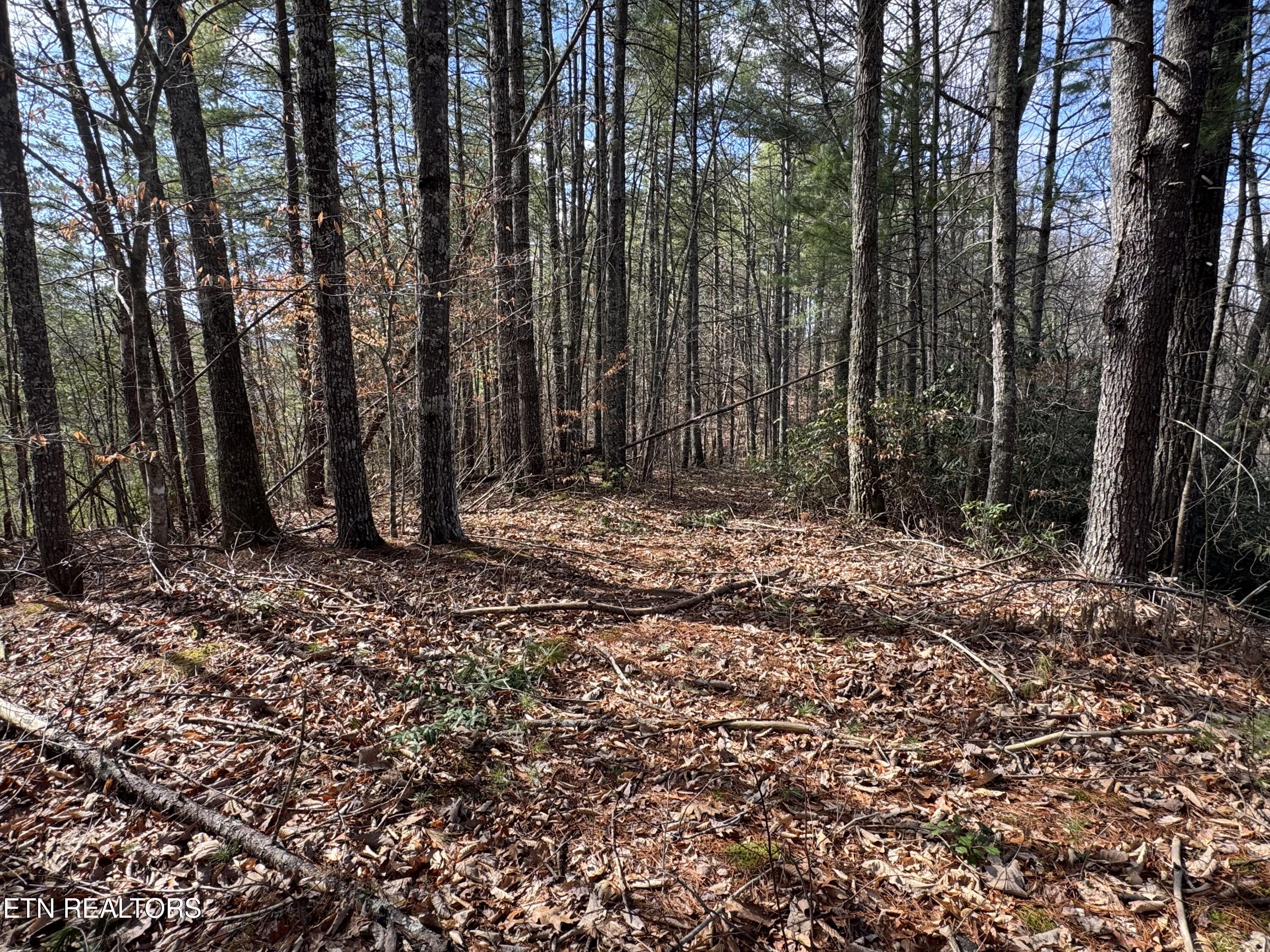 Cougar Trail Lot 17 2.08ac Trail Del Rio TN 37727