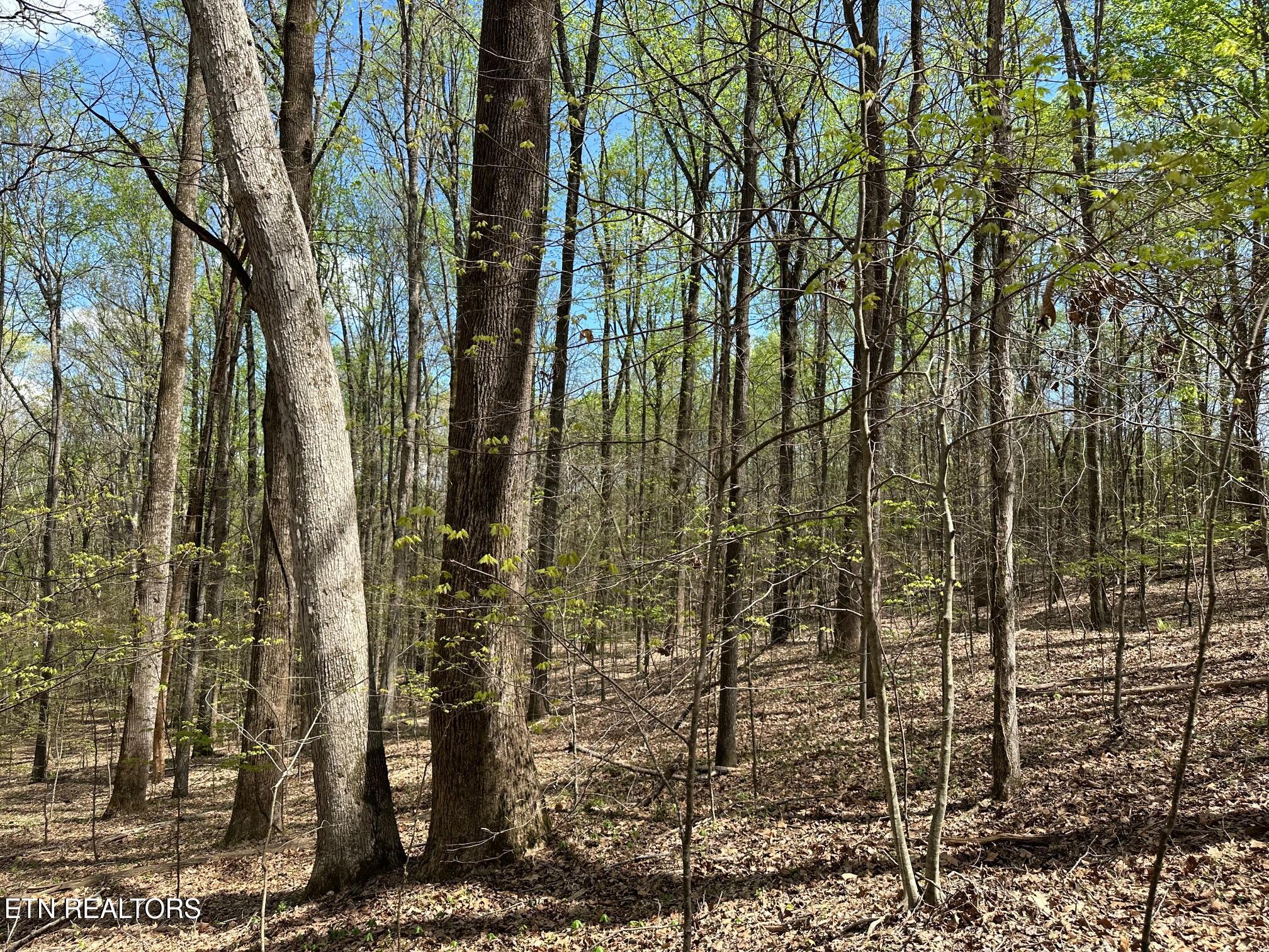 0 White Pine Road Off Road Harriman TN 37748