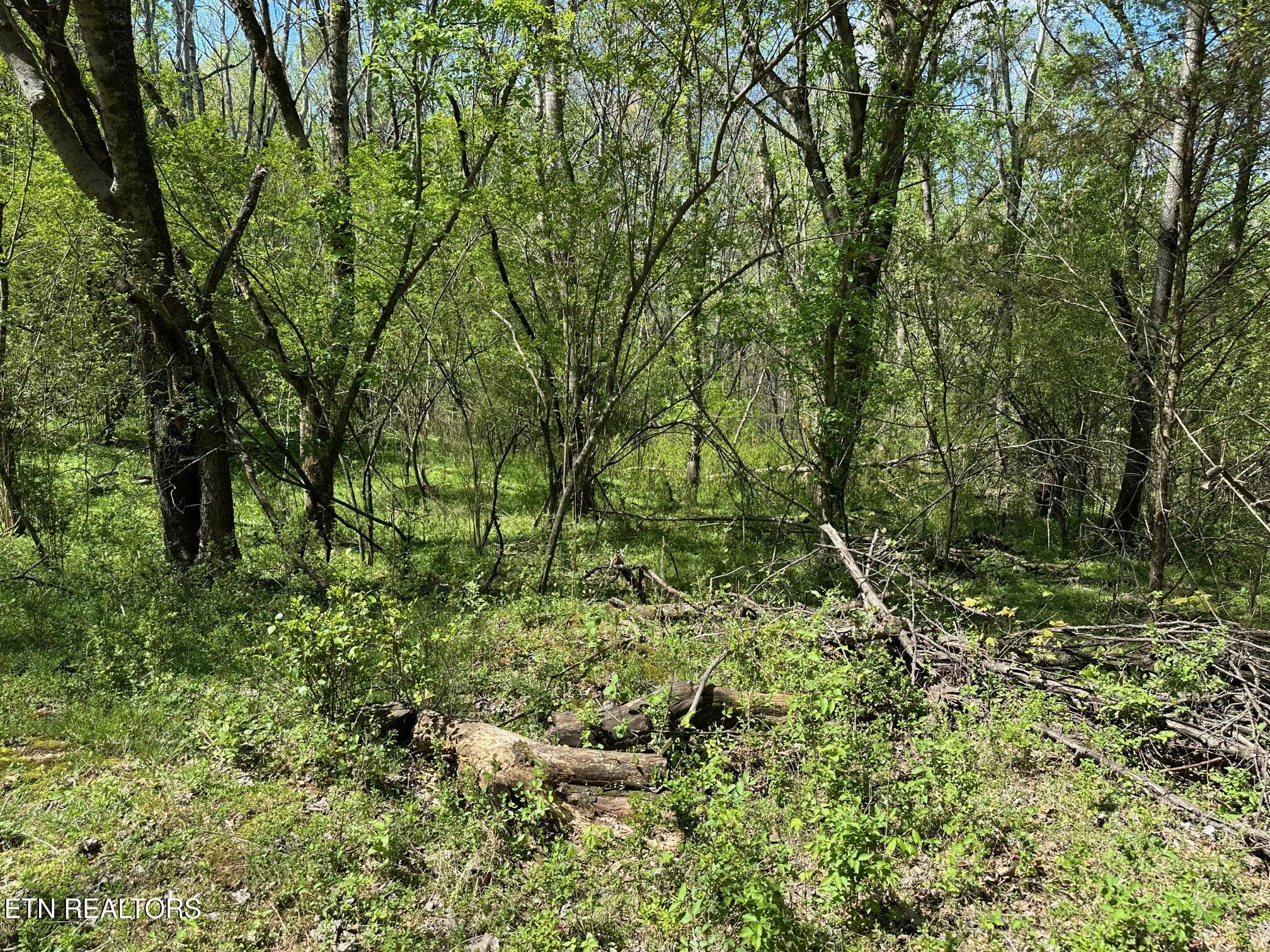 0 White Pine Road Off Road Harriman TN 37748