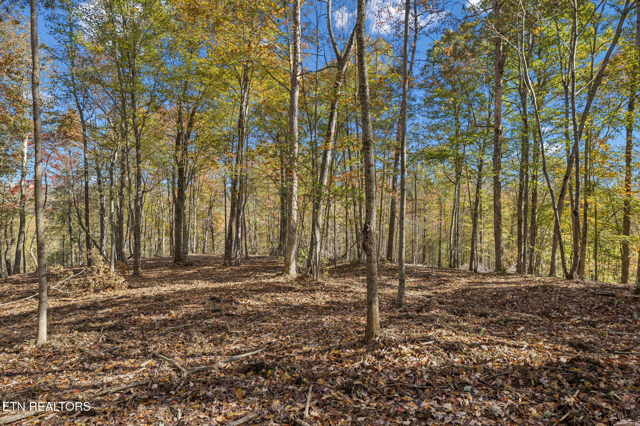 Sheep Ranch Road Robbins TN 37852