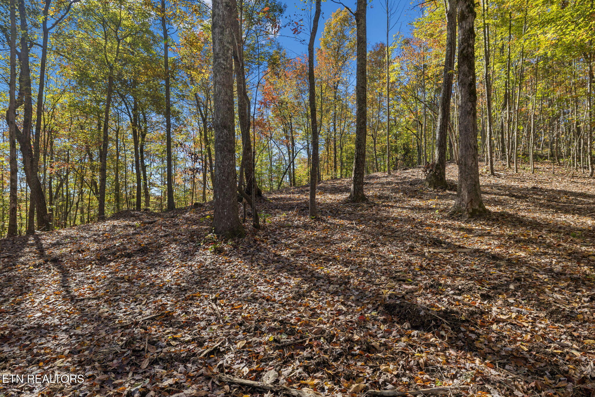 Sheep Ranch Road Robbins TN 37852