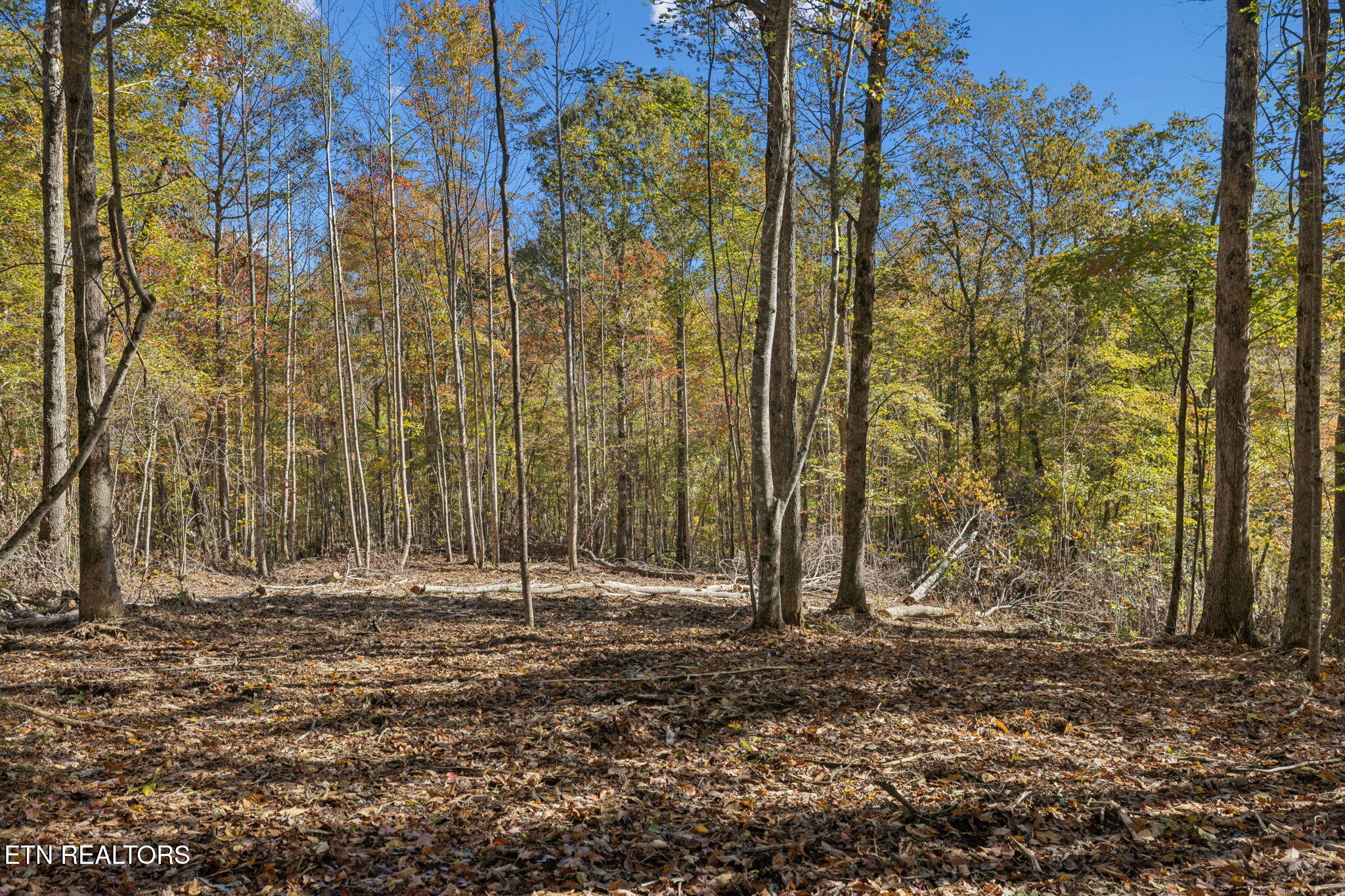 Sheep Ranch Road Robbins TN 37852