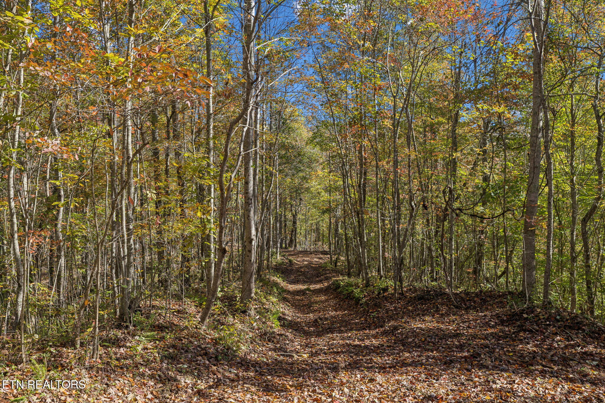 Sheep Ranch Road Robbins TN 37852