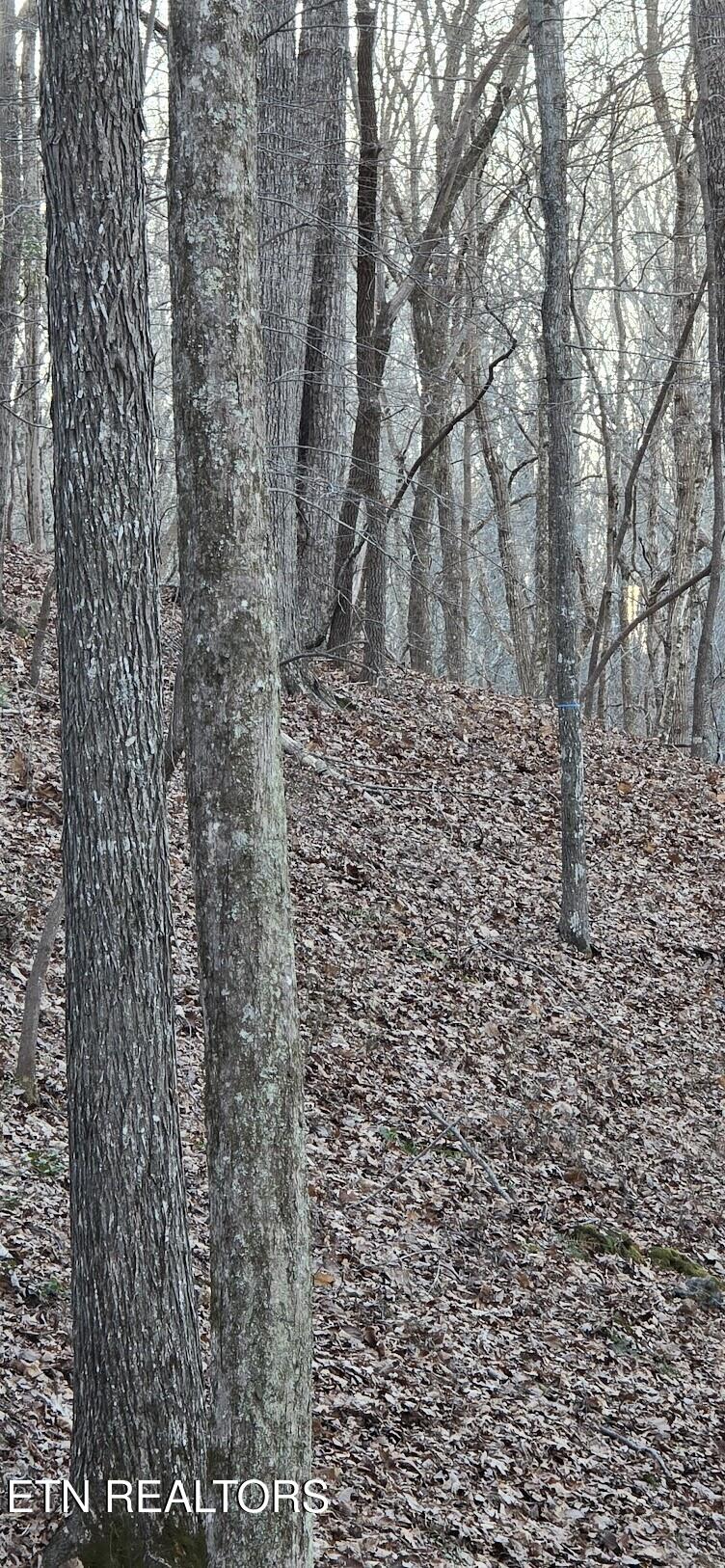 119 Pineridge Loop Fairfield Glade TN 38558