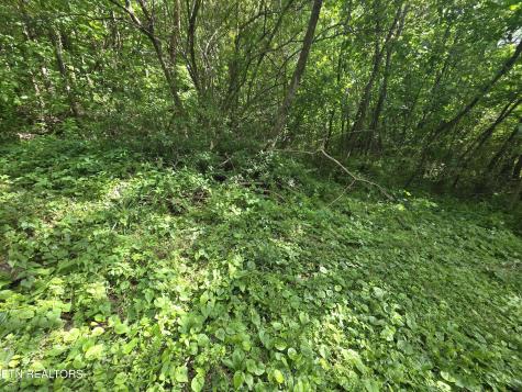 Cemetery Road Caryville TN 37714