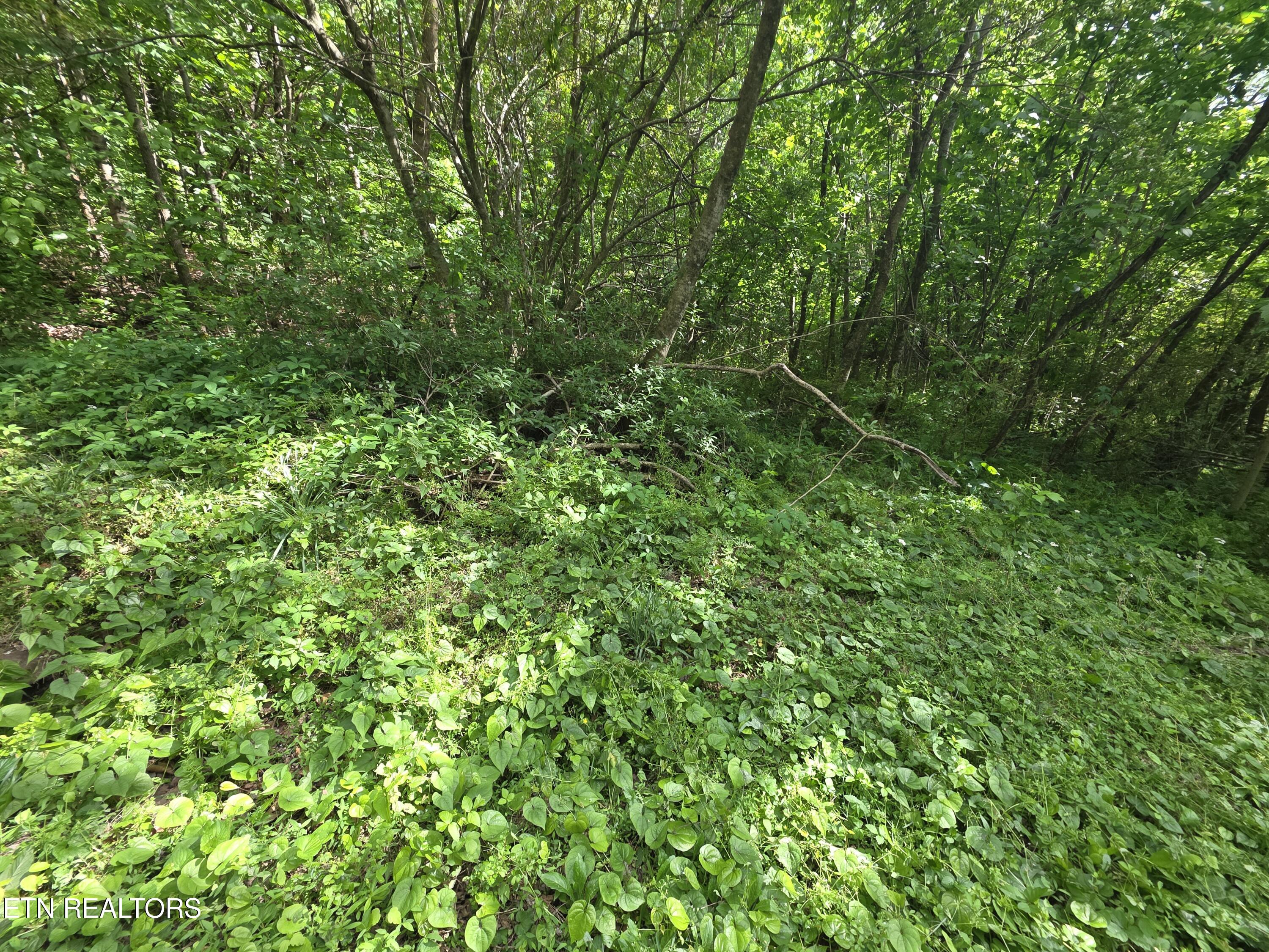Cemetery Road Caryville TN 37714
