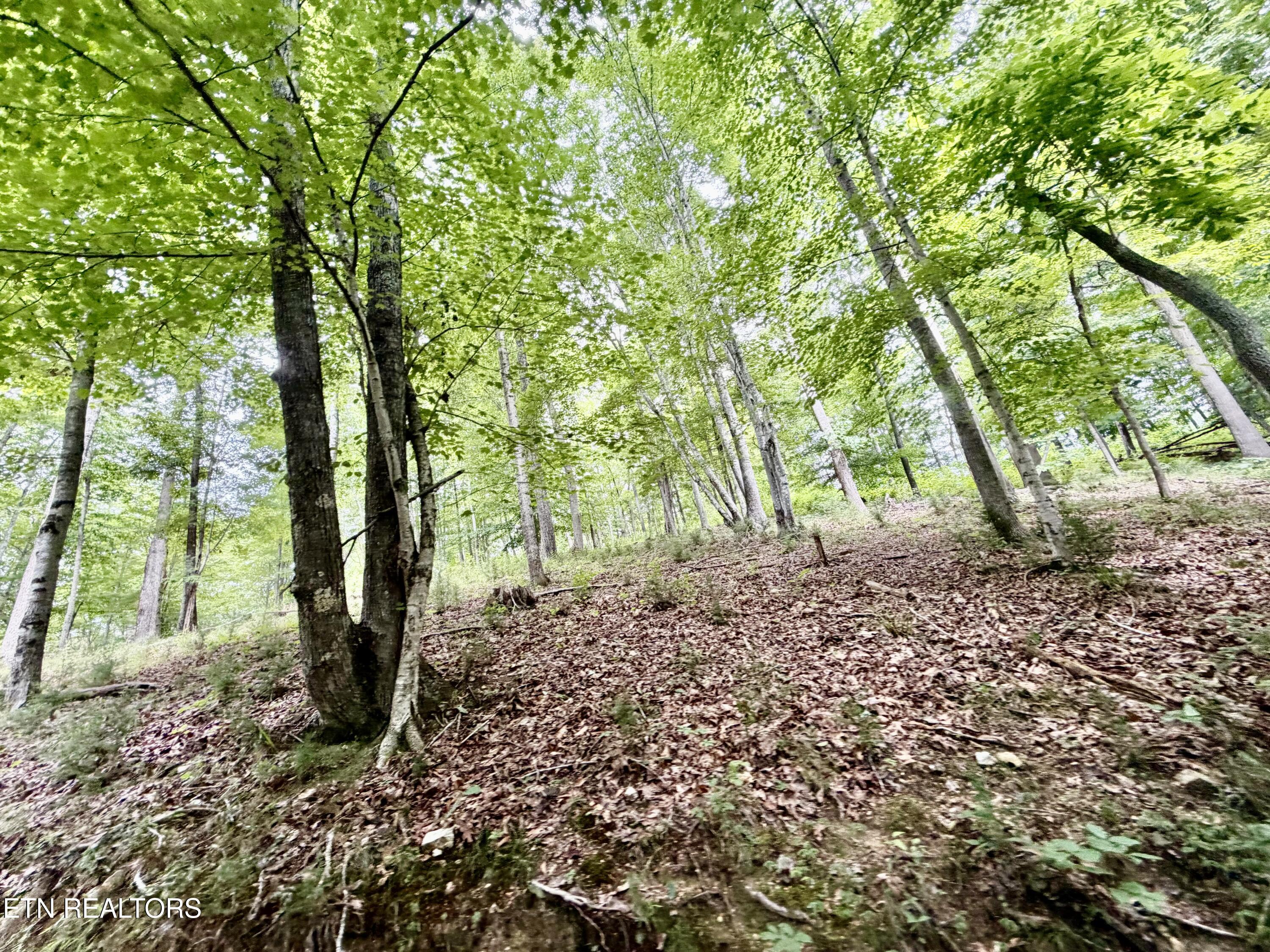 1545 Estes Road Tazewell TN 37879