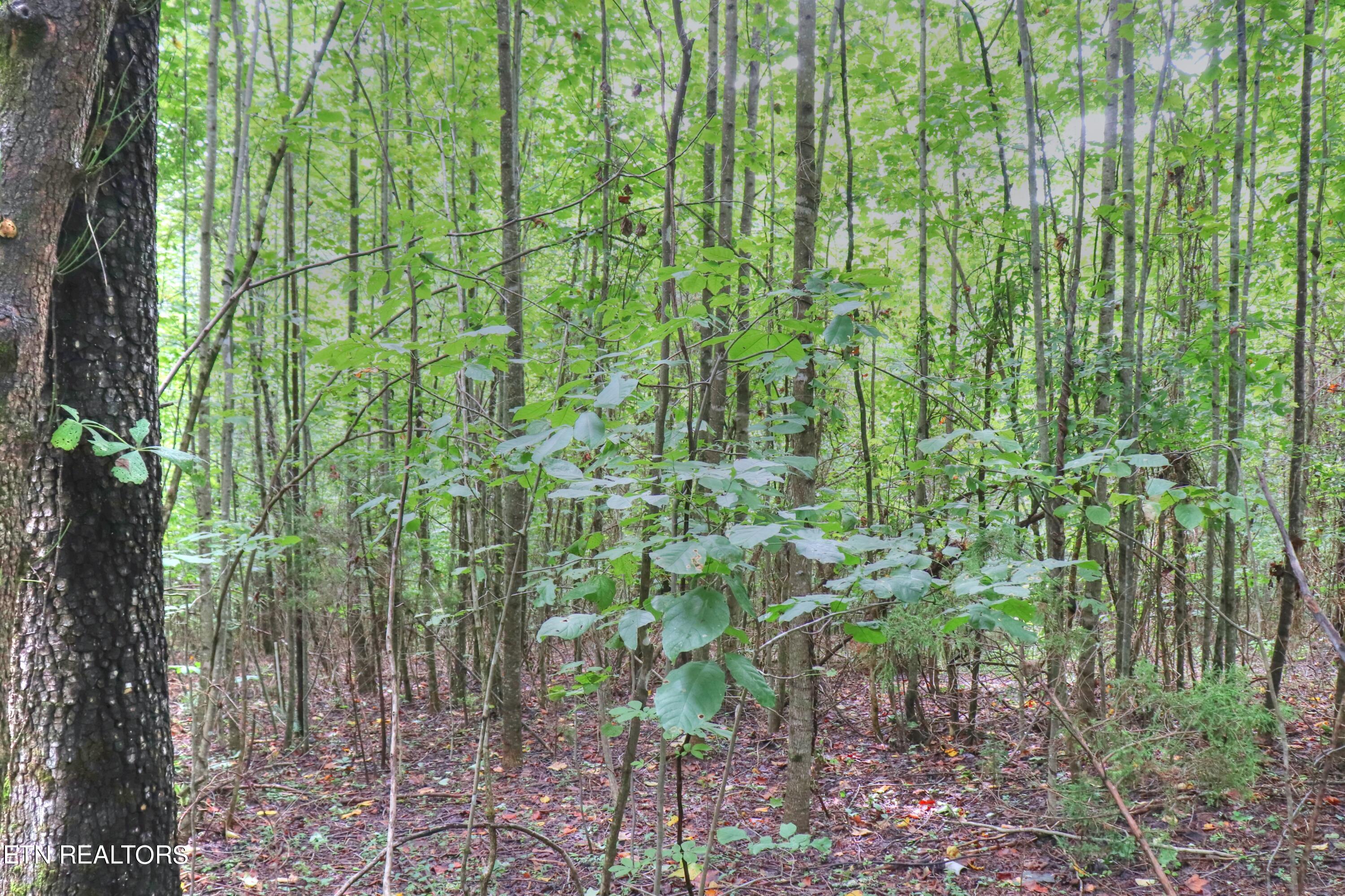 Lot 432 Beryl Court New Tazewell TN 37825