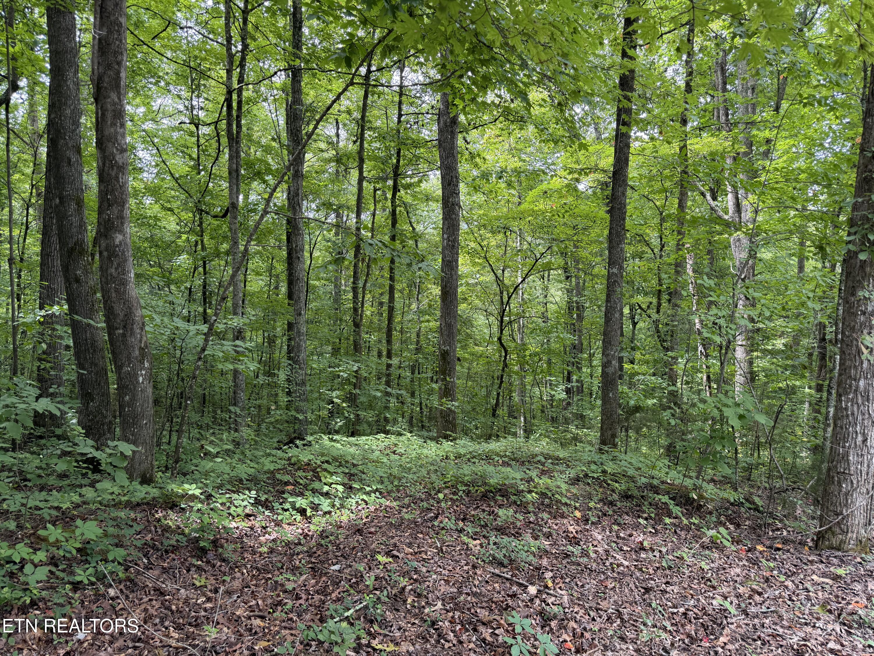 Lot 36 Bass Haven Drive Sharps Chapel TN 37866
