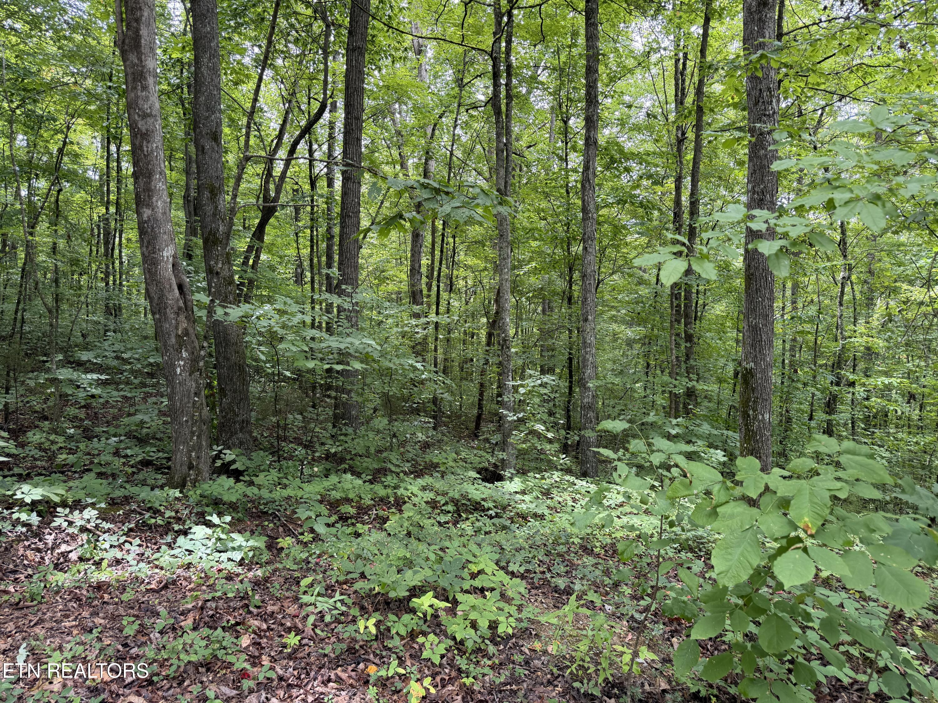 Lot 36 Bass Haven Drive Sharps Chapel TN 37866