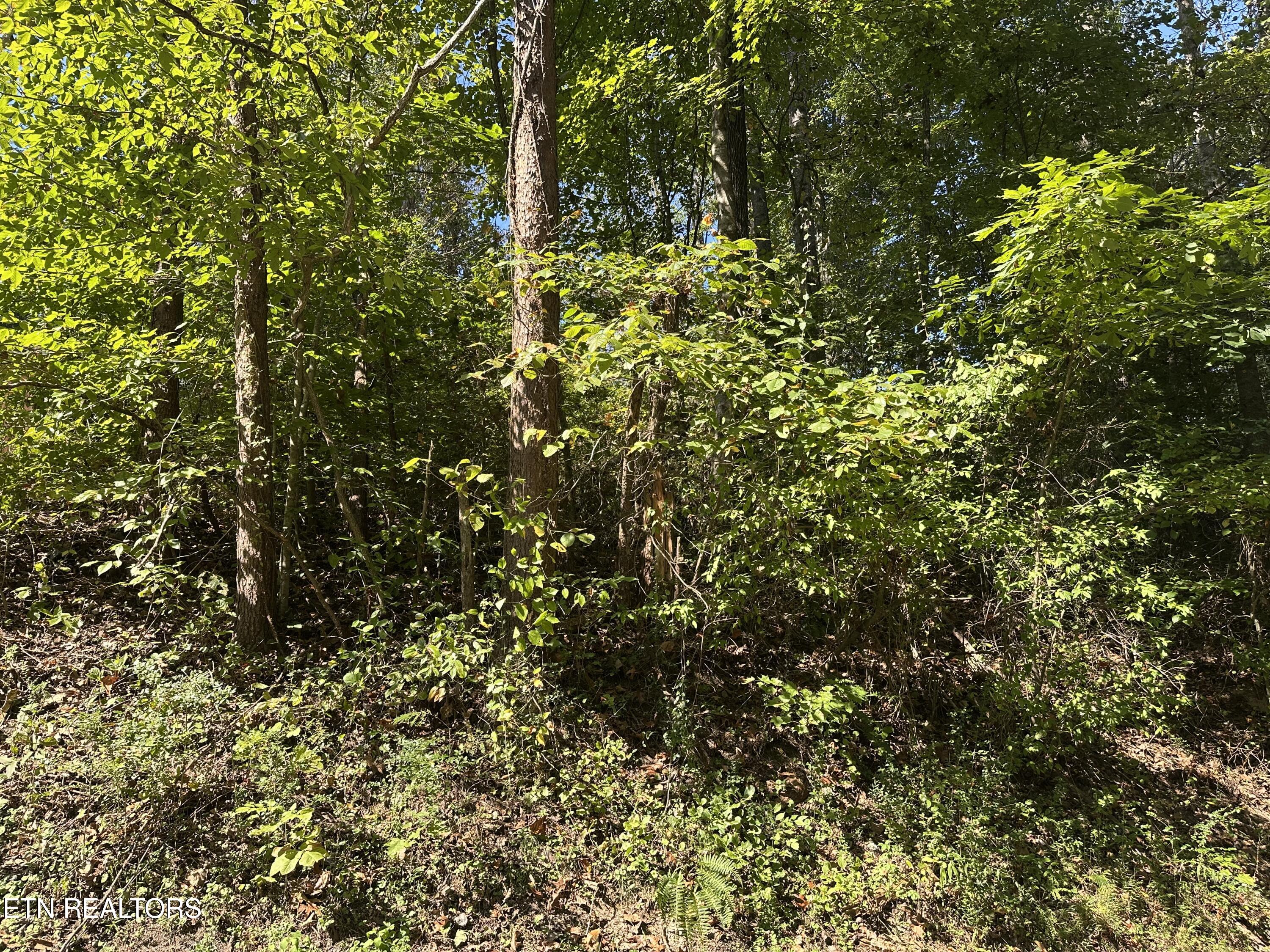 Lot 12 Hickory Hill Drive Lafollette TN 37766