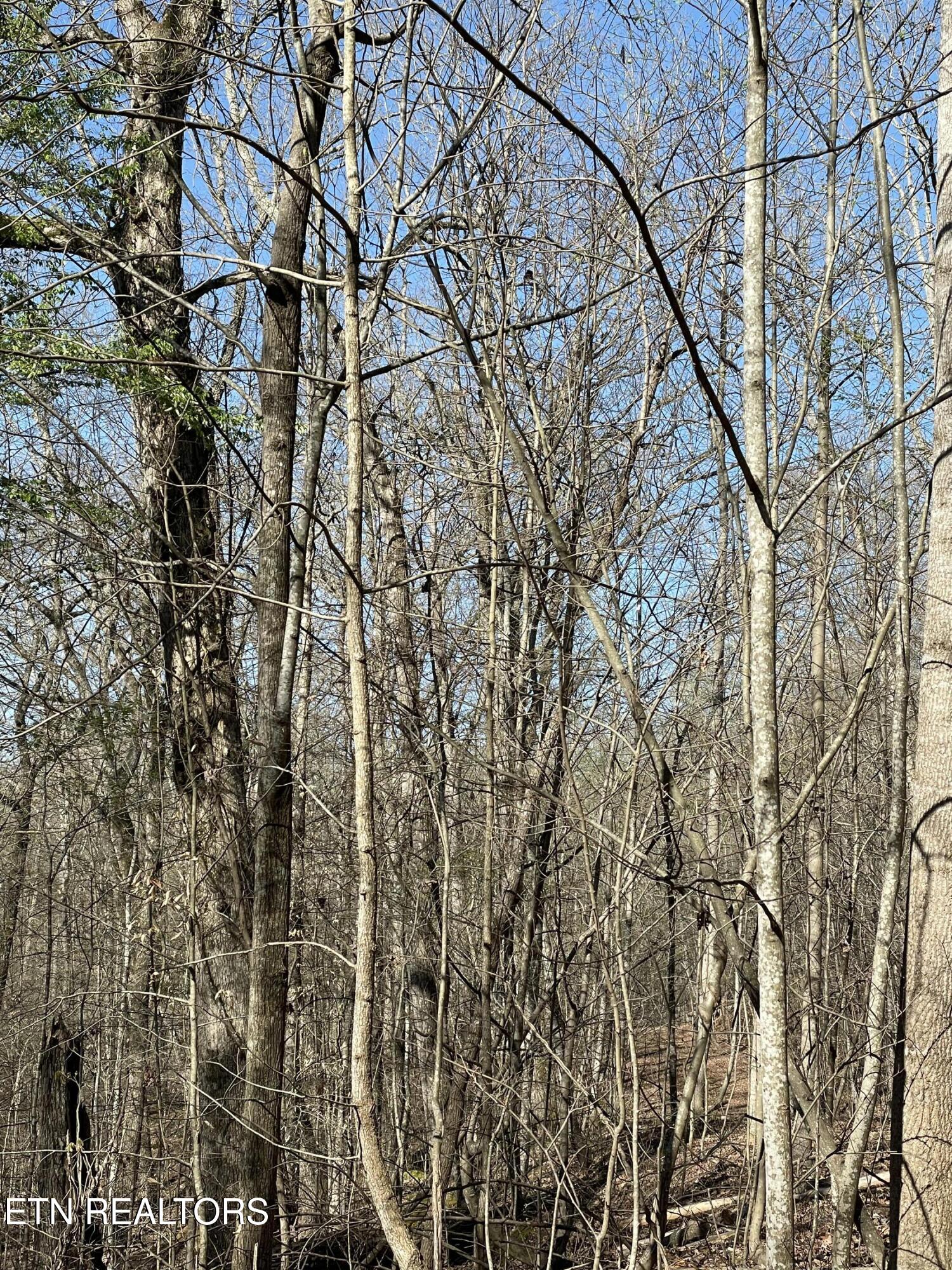 N Center Ridge Place Baneberry TN 37890
