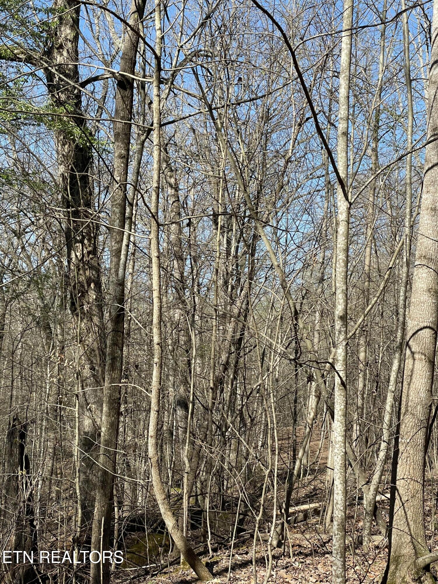 N Center Ridge Place Baneberry TN 37890
