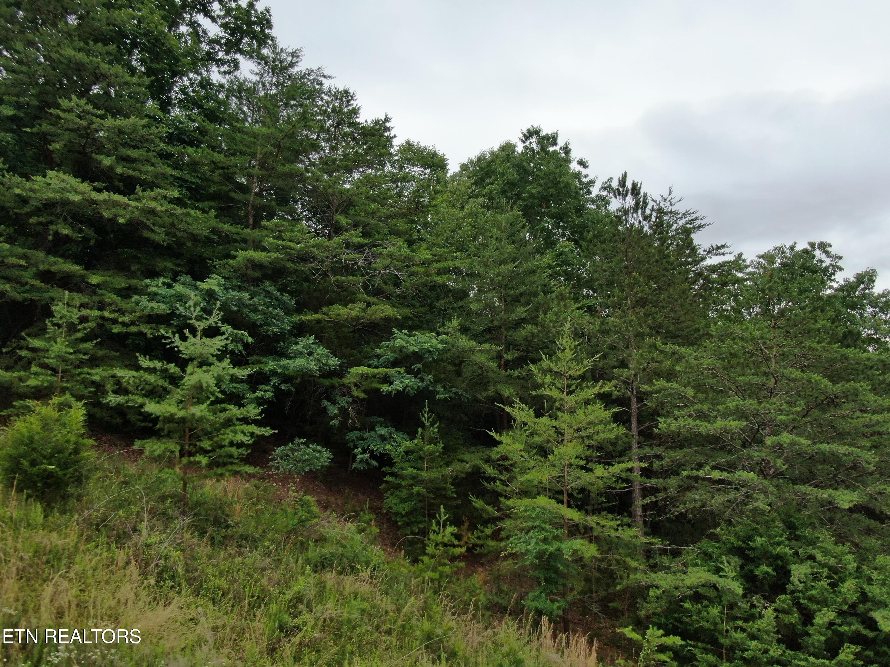 171 Bluff View Road New Tazewell TN 37825
