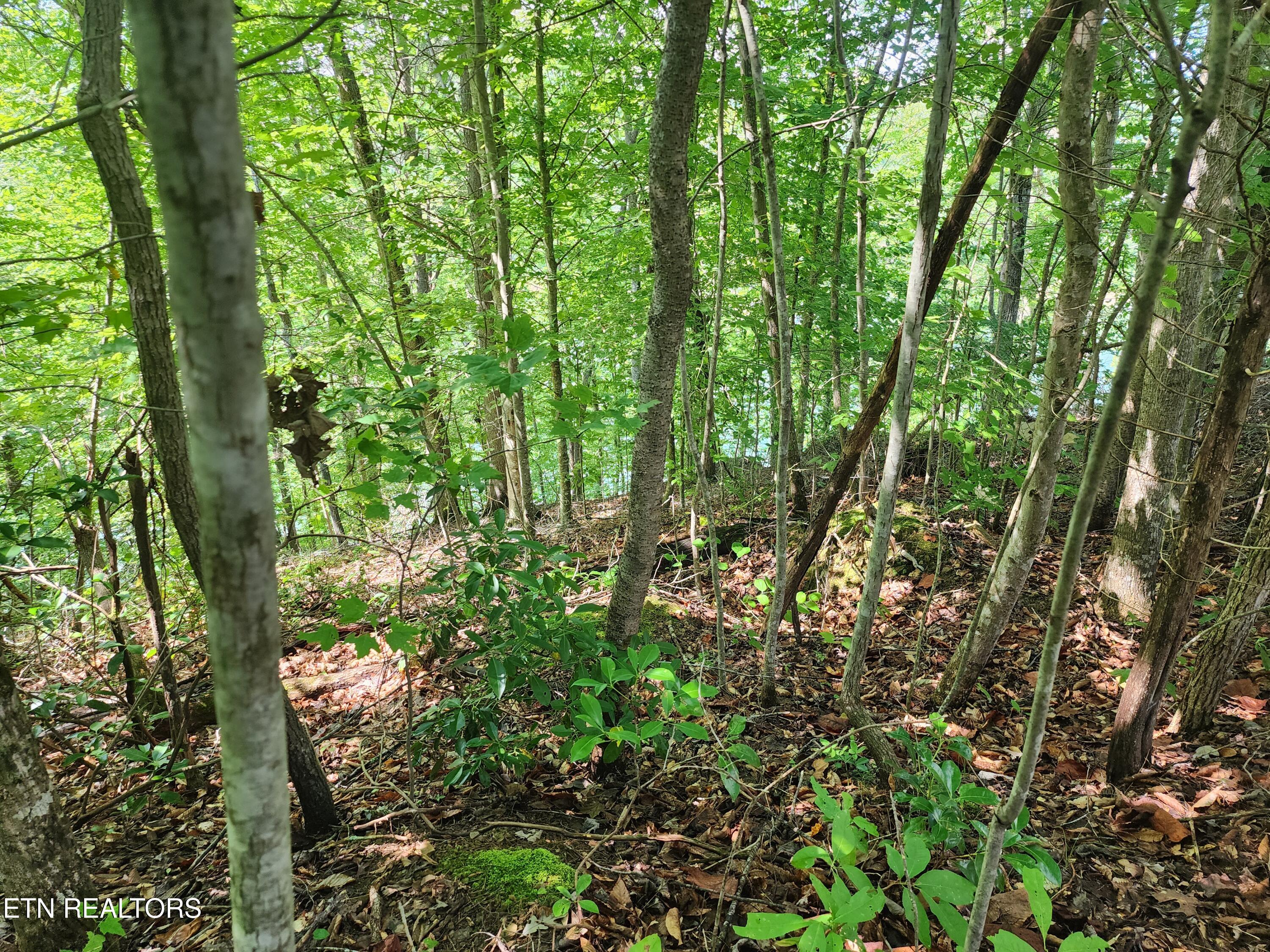 26 Lot Rockfish Point New Tazewell TN 37825