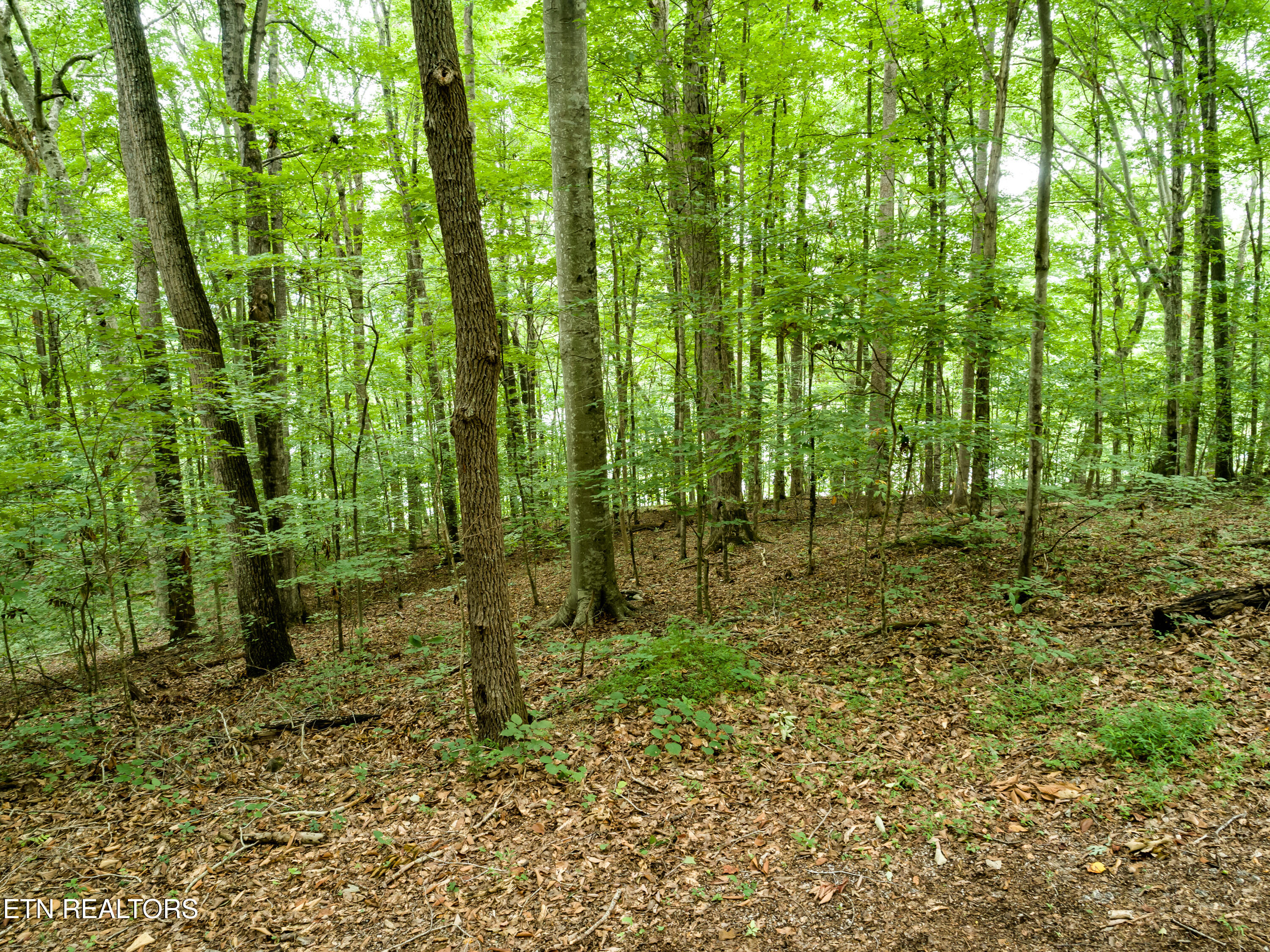 Lot 17 Tumbling Run Road Maynardville TN 37807
