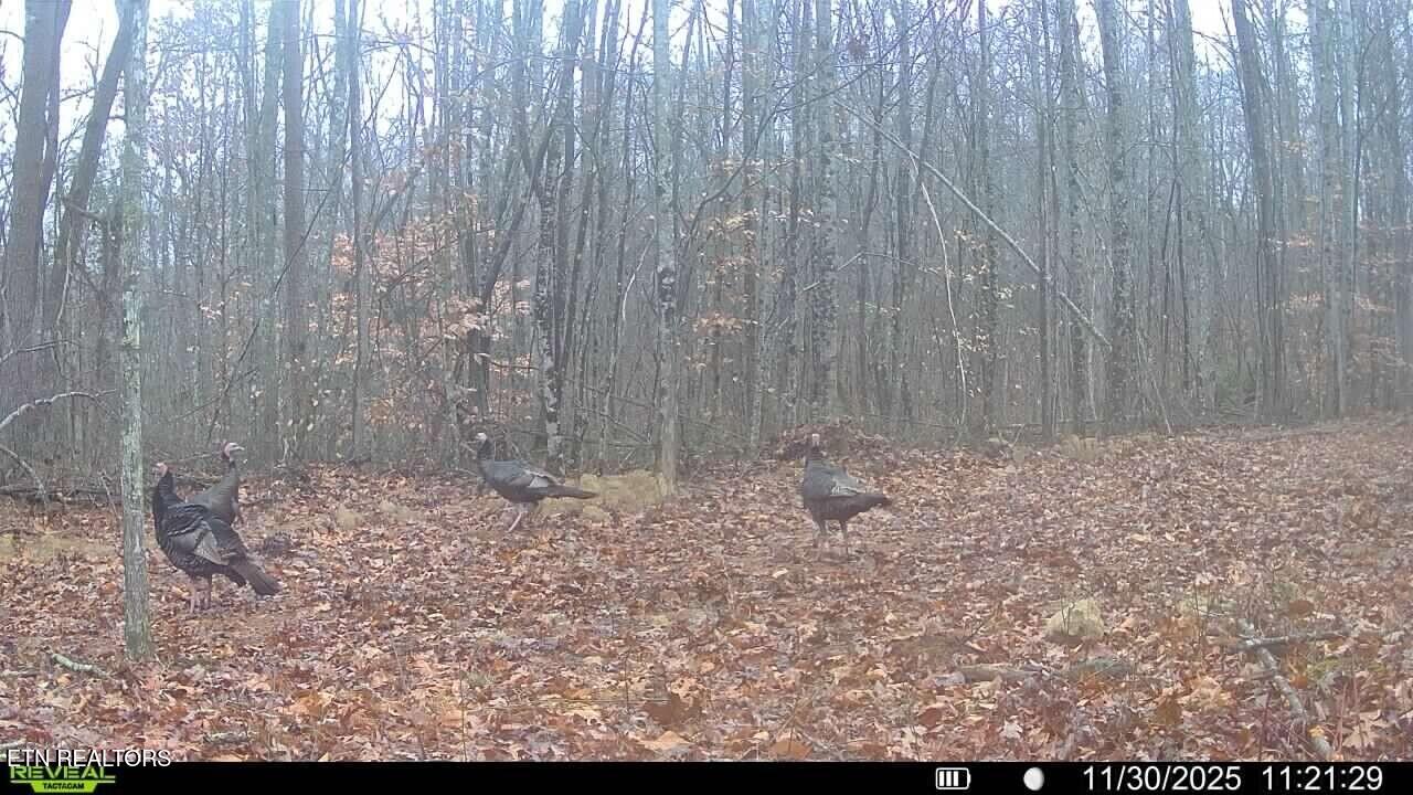 Tract A Coal Lane Monterey TN 38574