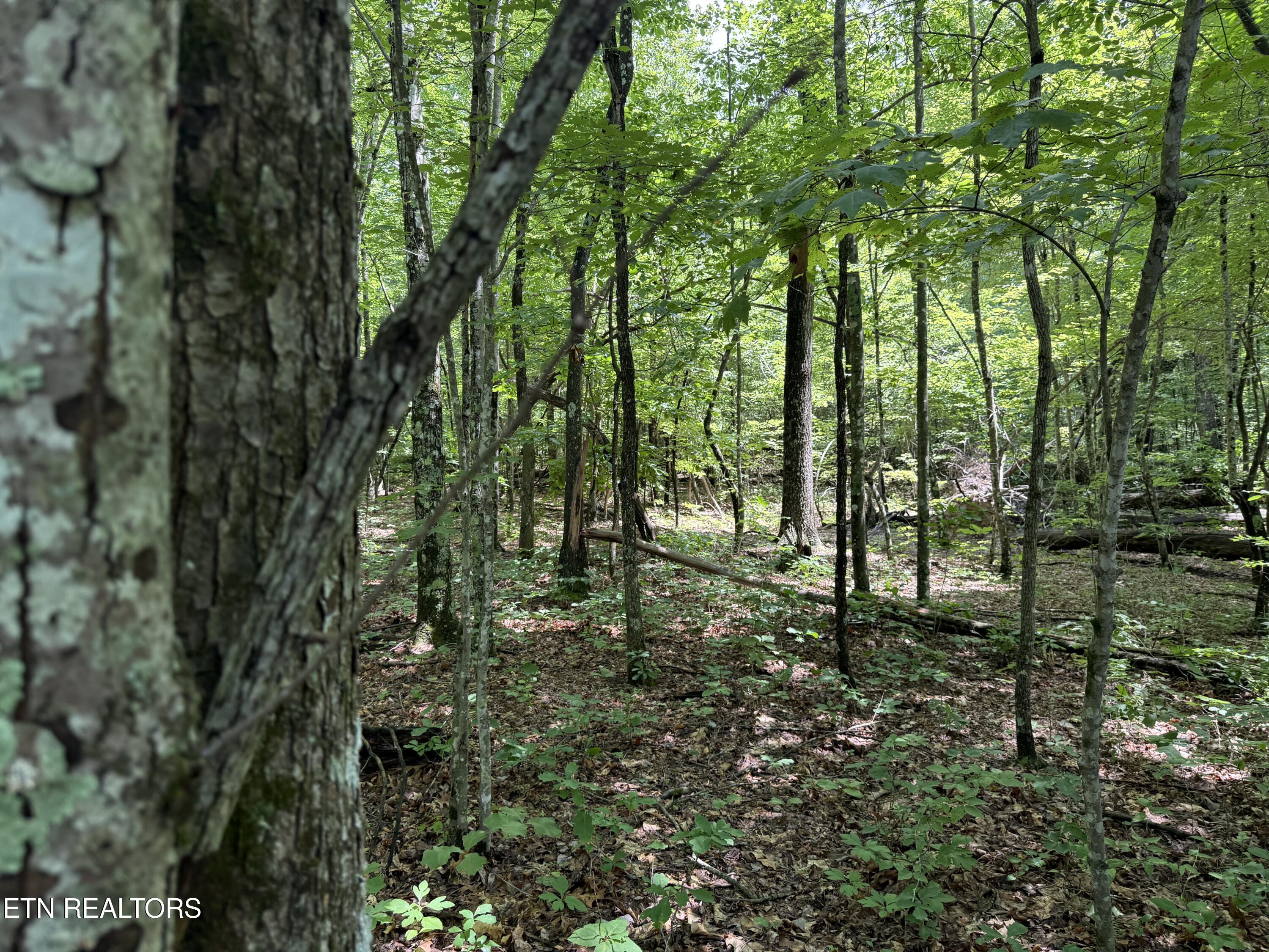 Icy Cove Trail Monterey TN 38574