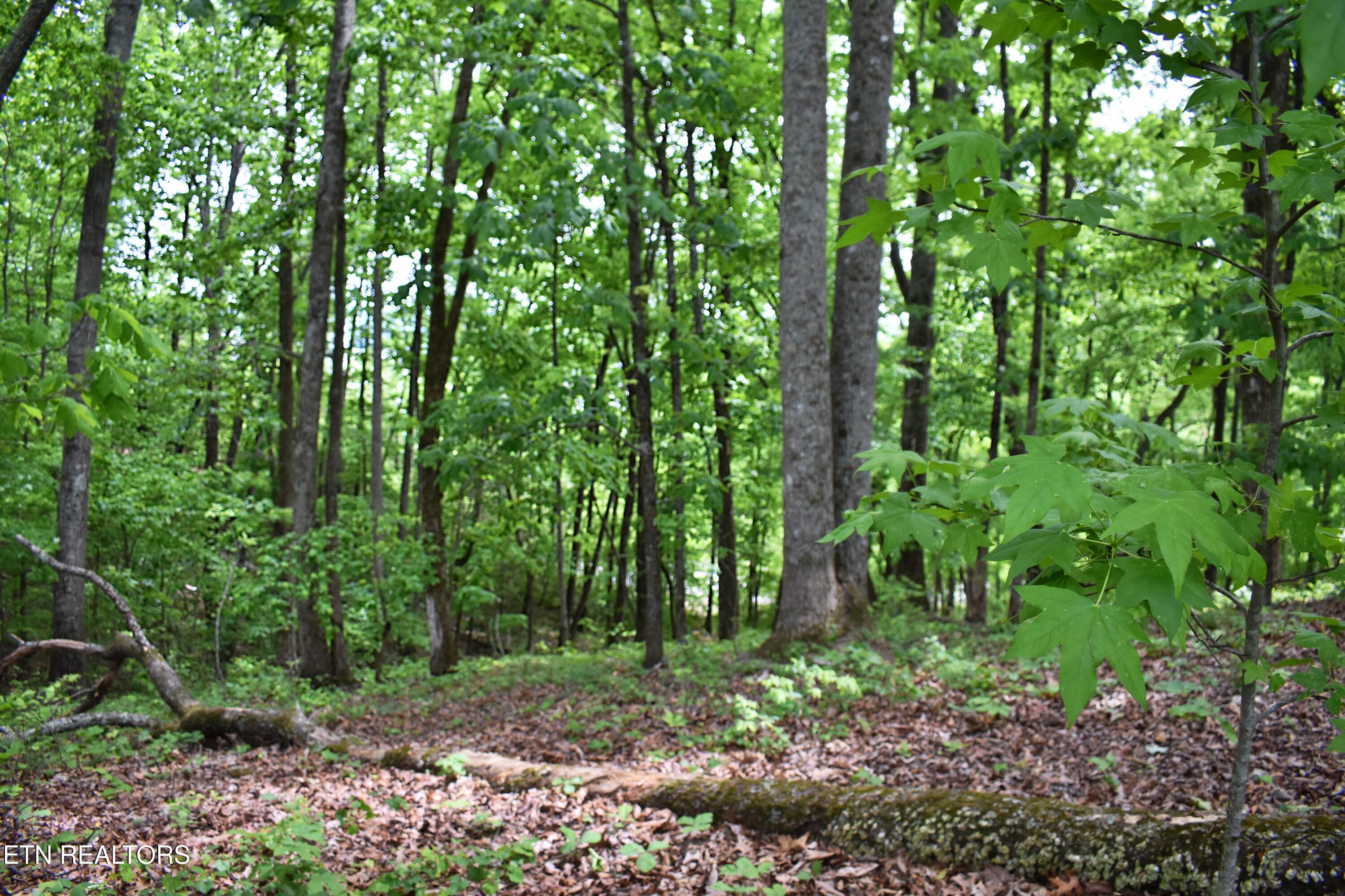 450 Hidden Forest Trail Spring City TN 37381