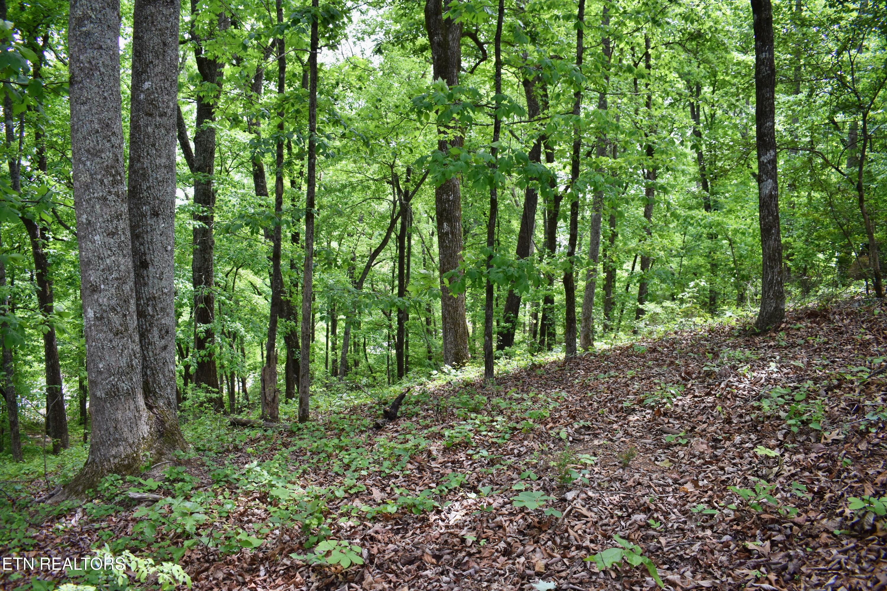 450 Hidden Forest Trail Spring City TN 37381