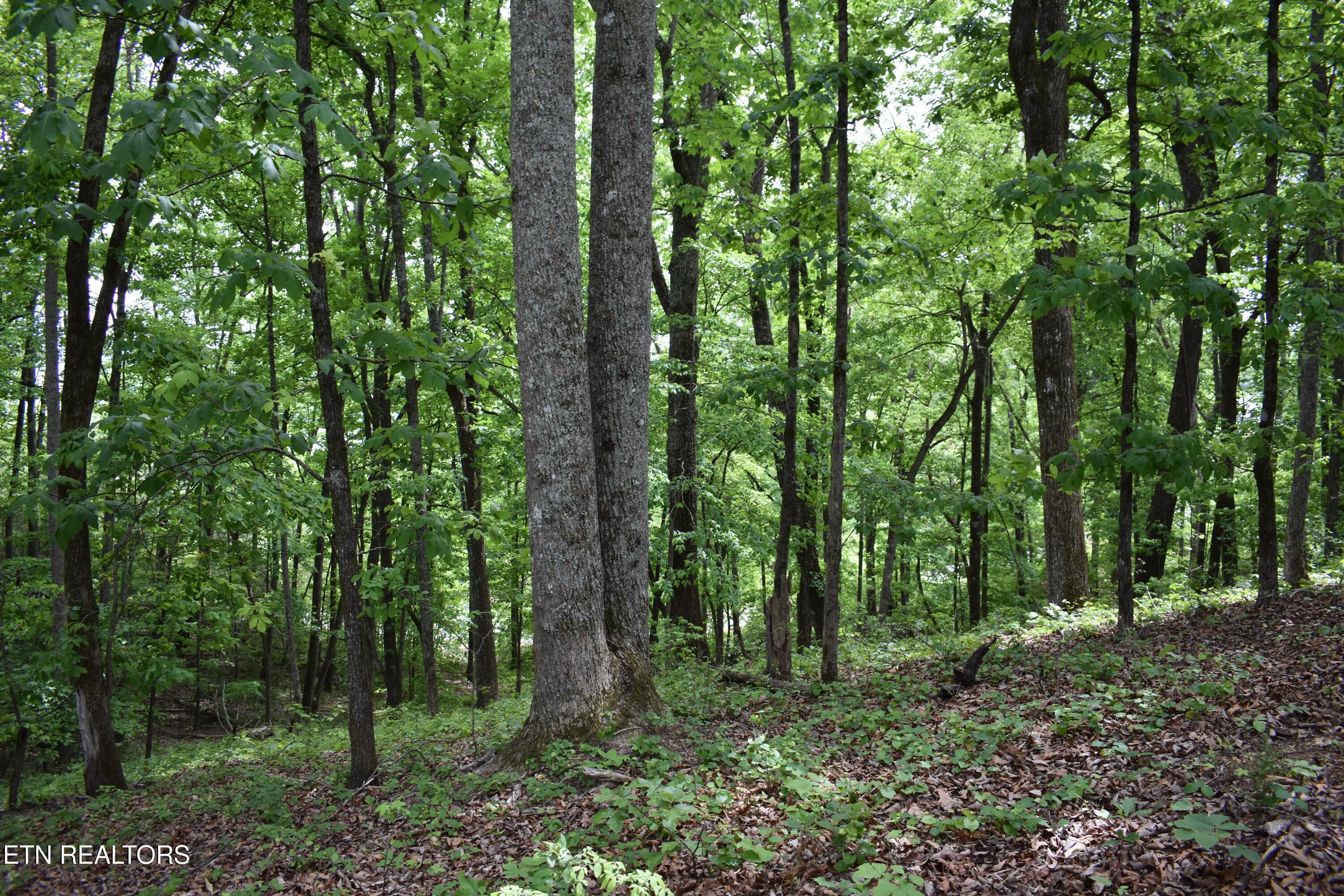 450 Hidden Forest Trail Spring City TN 37381