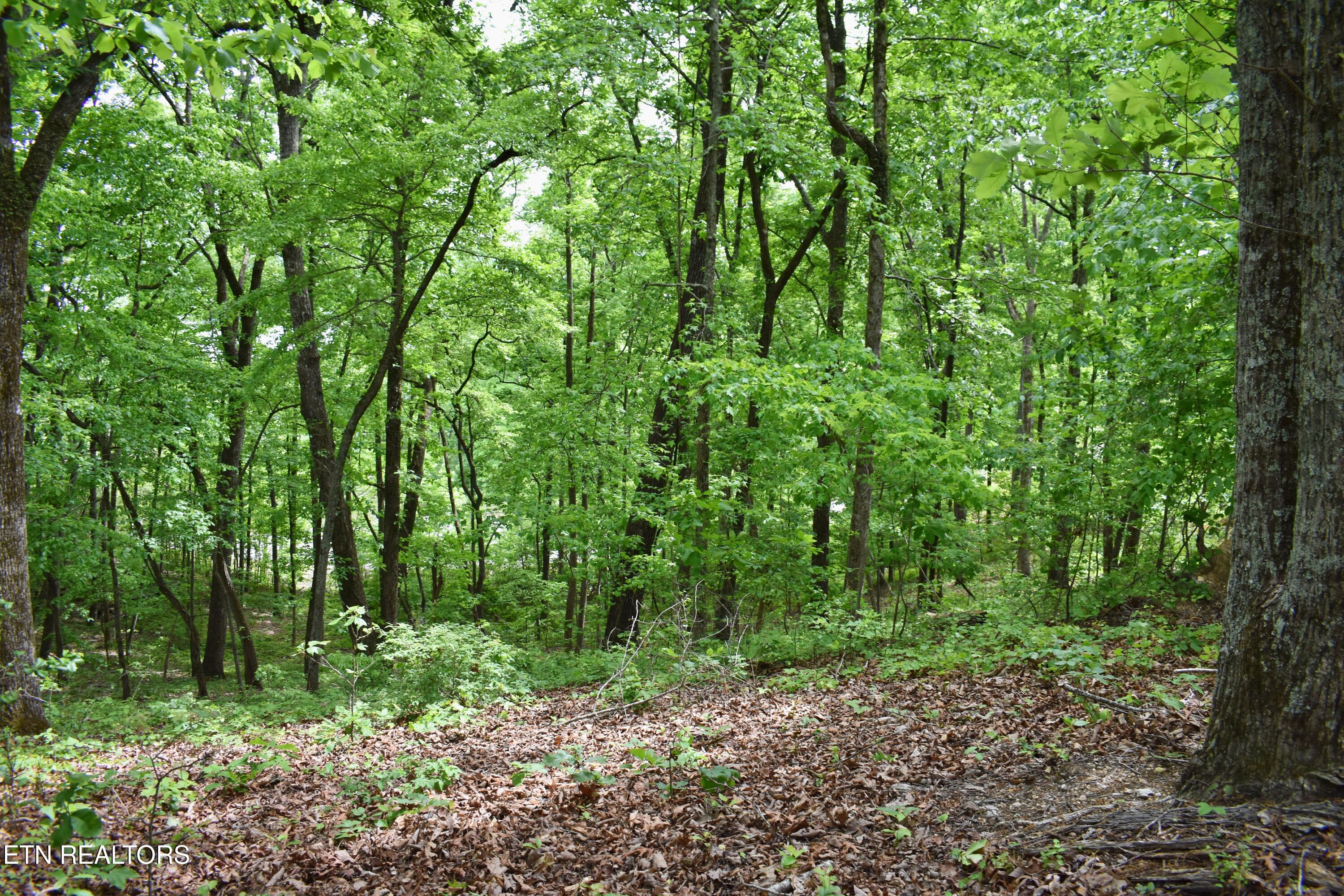 450 Hidden Forest Trail Spring City TN 37381
