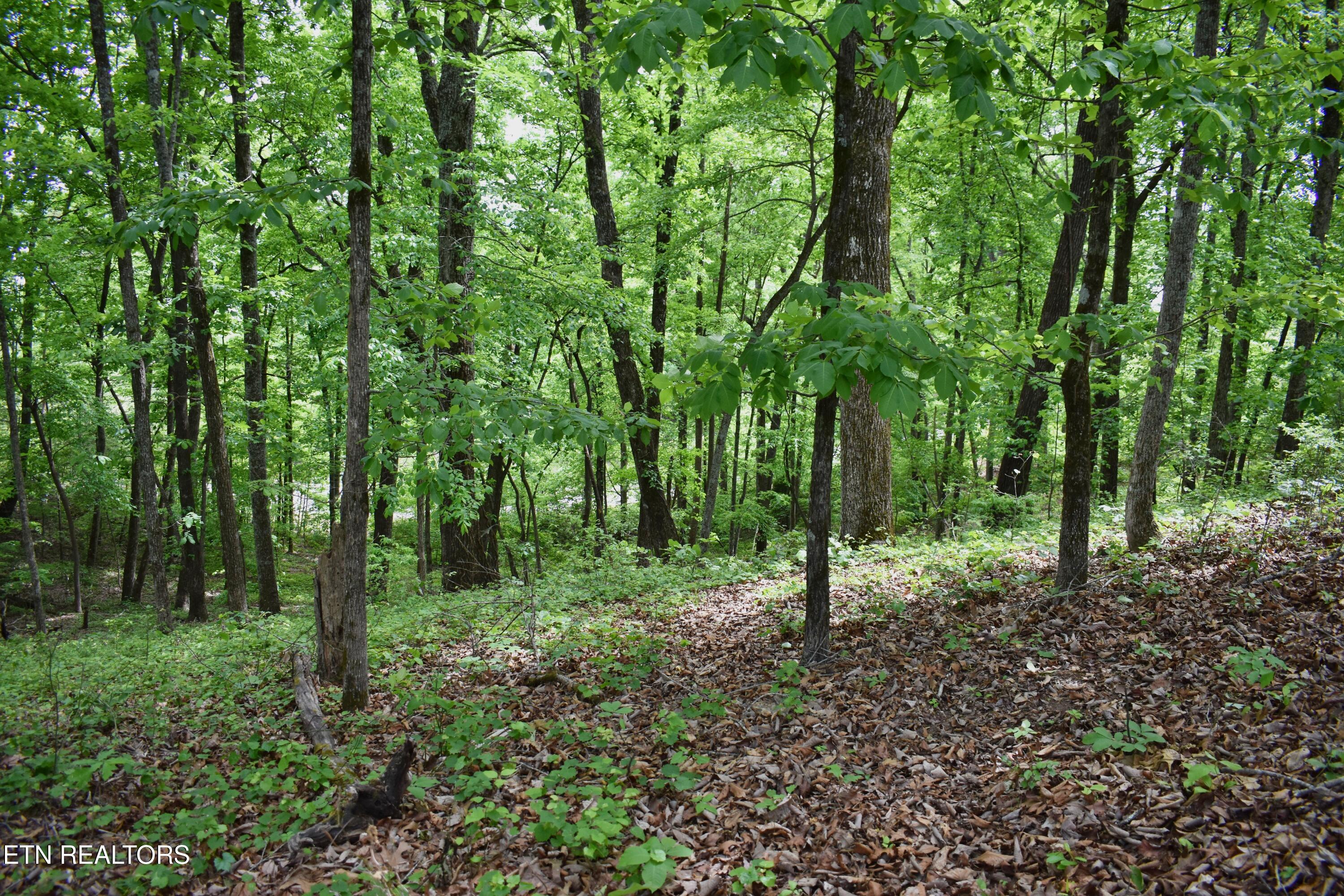 450 Hidden Forest Trail Spring City TN 37381