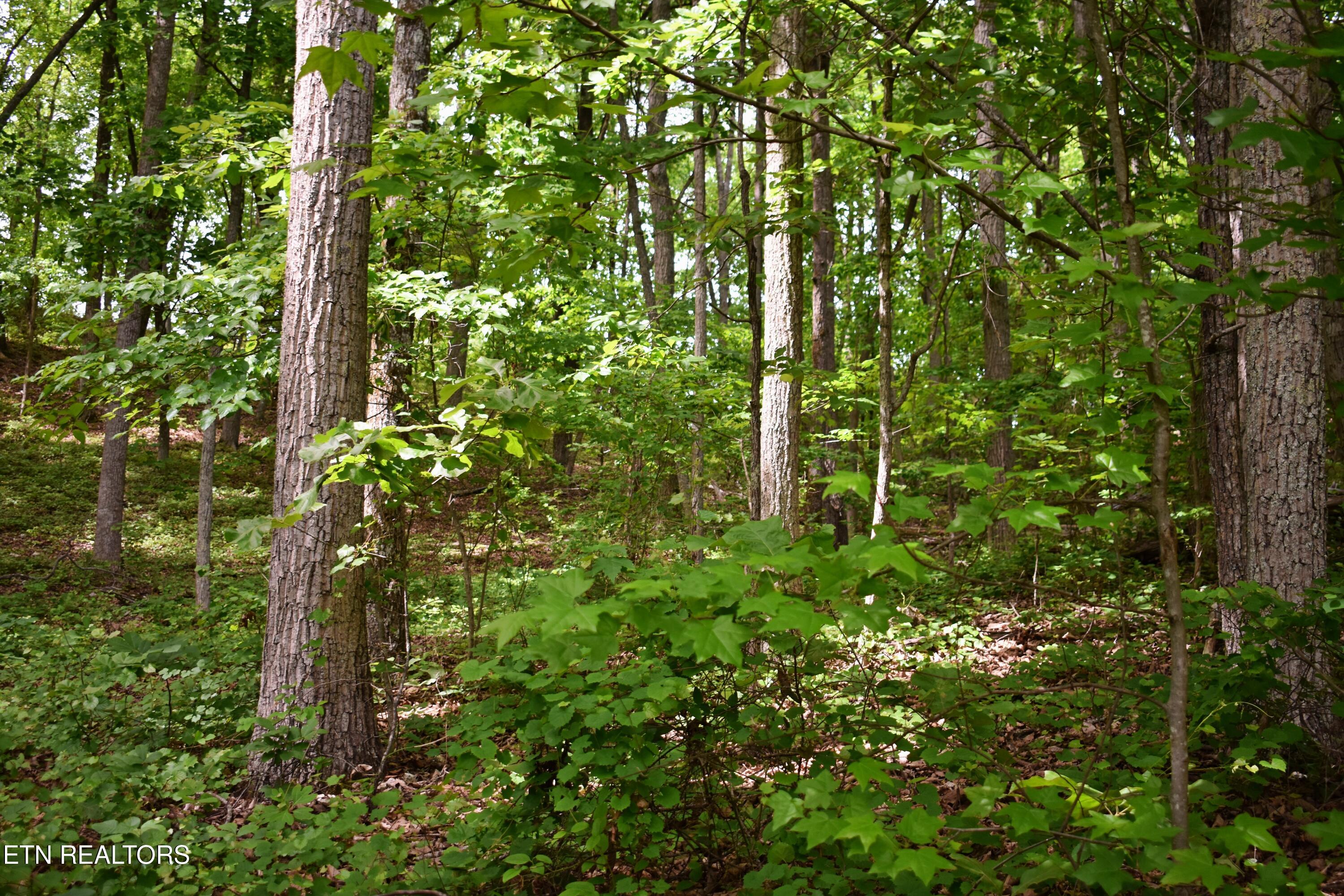 450 Hidden Forest Trail Spring City TN 37381