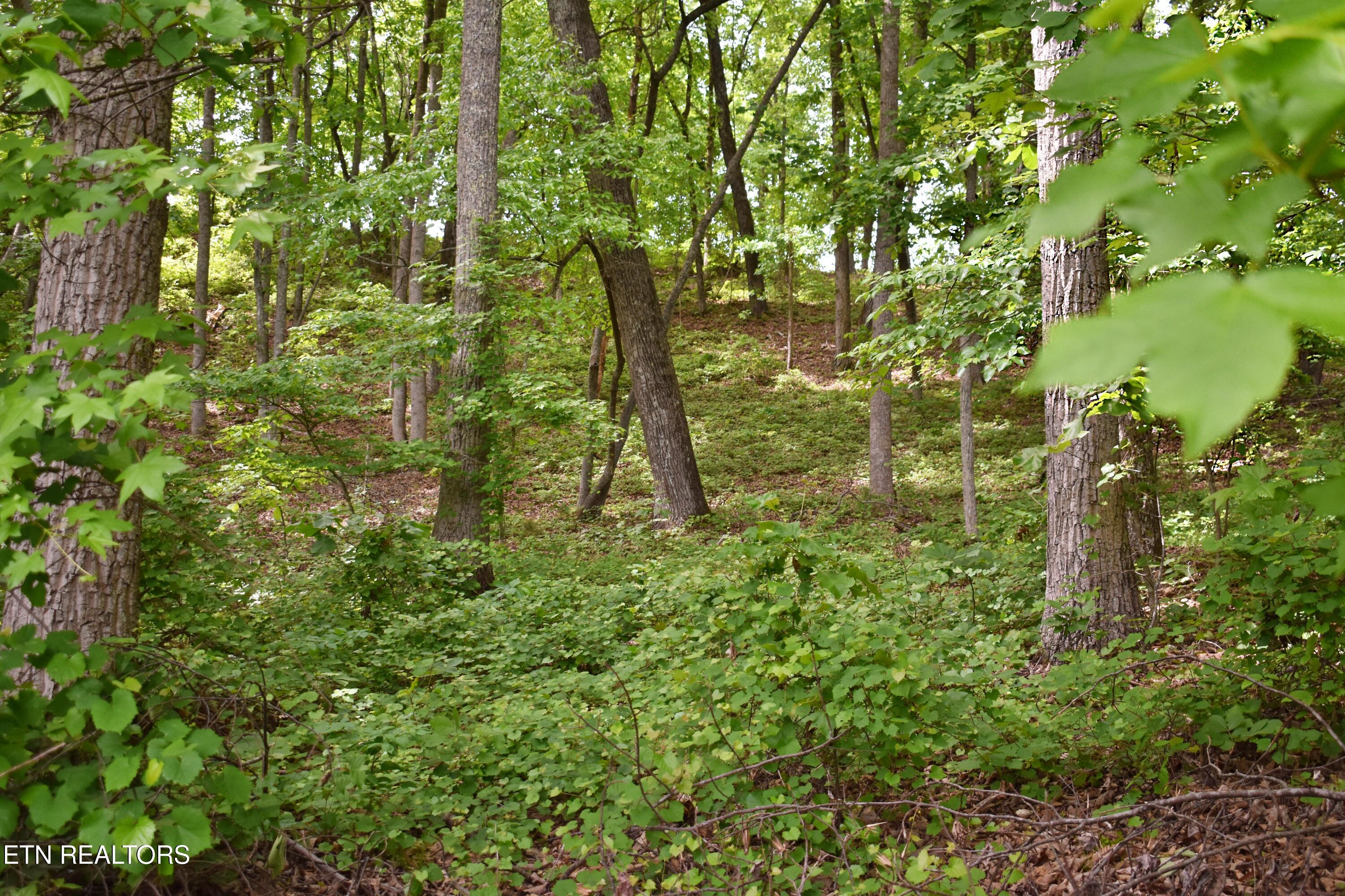 450 Hidden Forest Trail Spring City TN 37381
