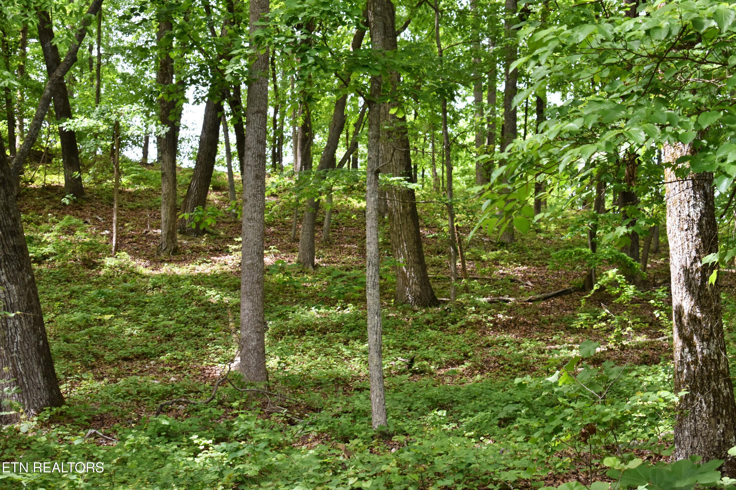 450 Hidden Forest Trail Spring City TN 37381