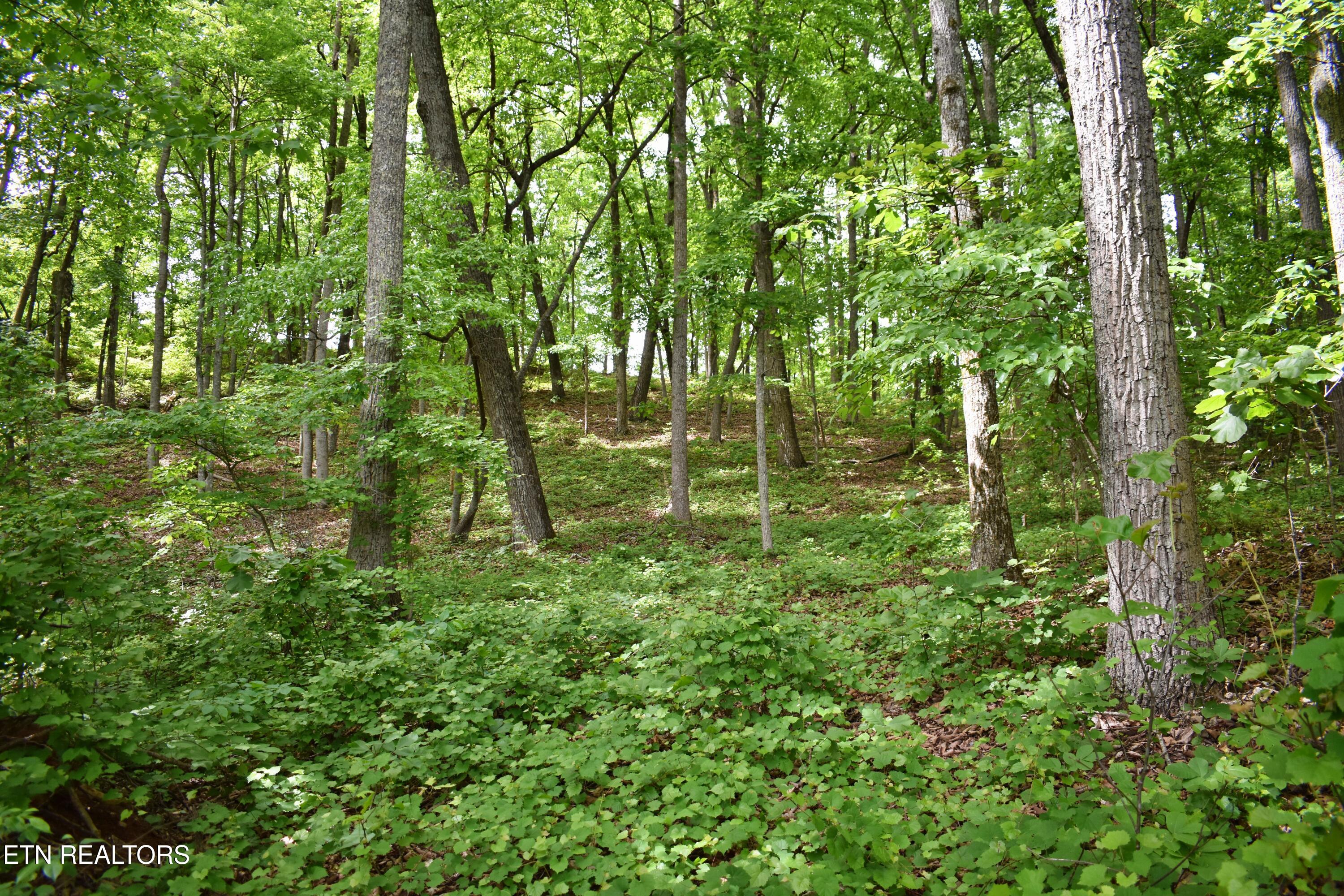 450 Hidden Forest Trail Spring City TN 37381