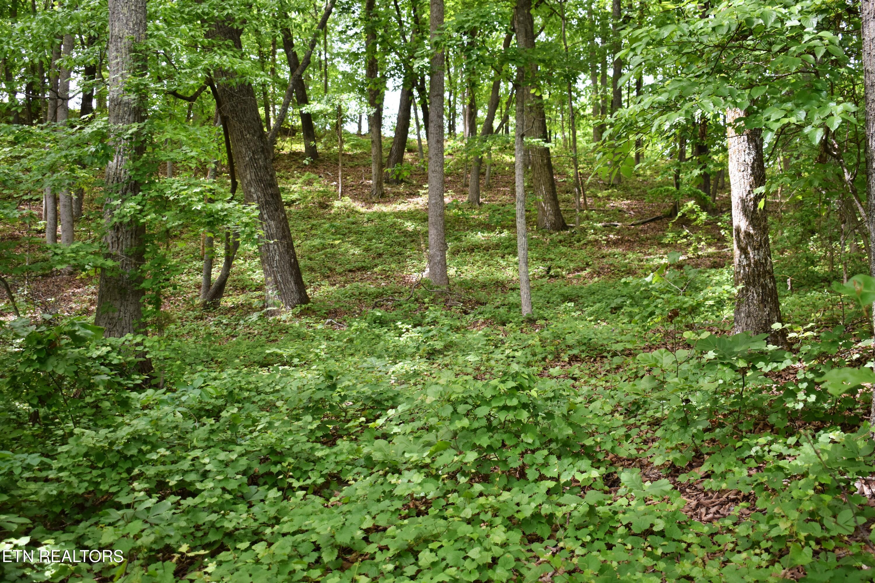 450 Hidden Forest Trail Spring City TN 37381