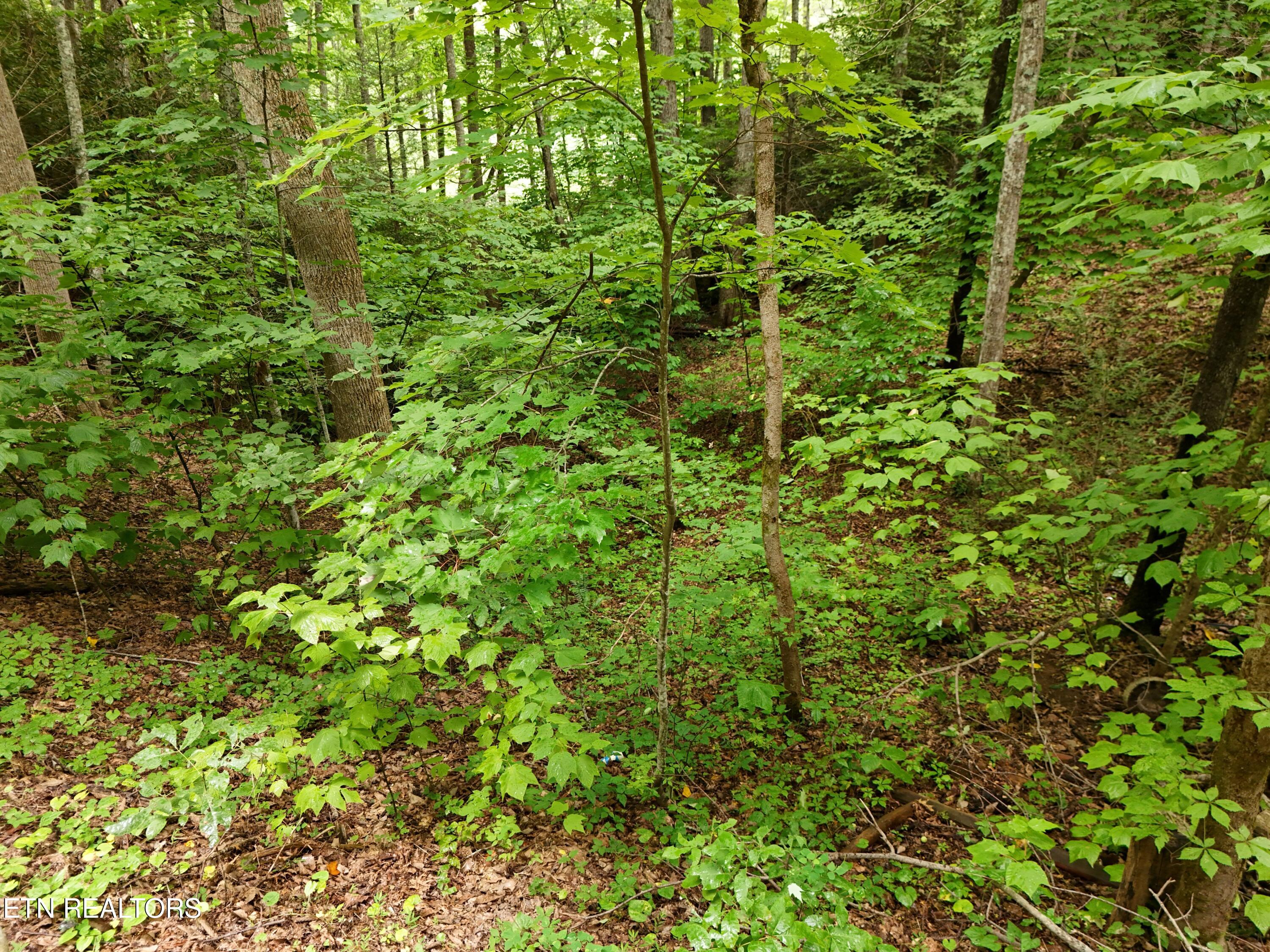 920 Black Gum Gap Road Gatlinburg TN 37738