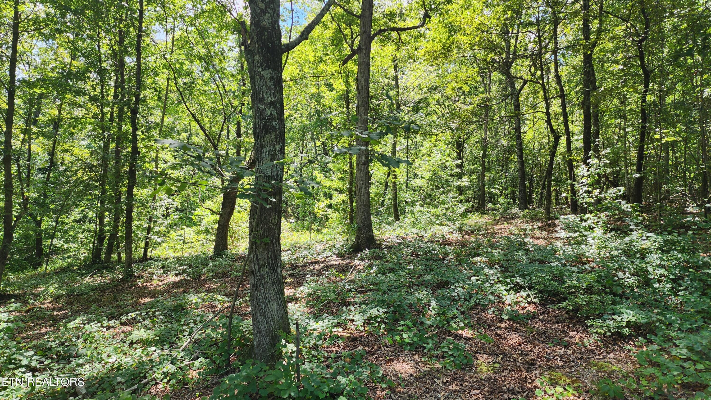 375 Goins Hill Road Ten Mile TN 37880