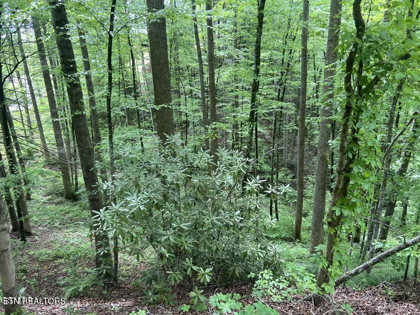 Lot 3 Old Cartertown Road Gatlinburg TN 37738