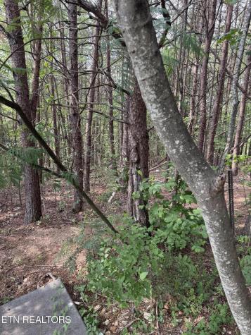 Seth Road Pigeon Forge TN 37863