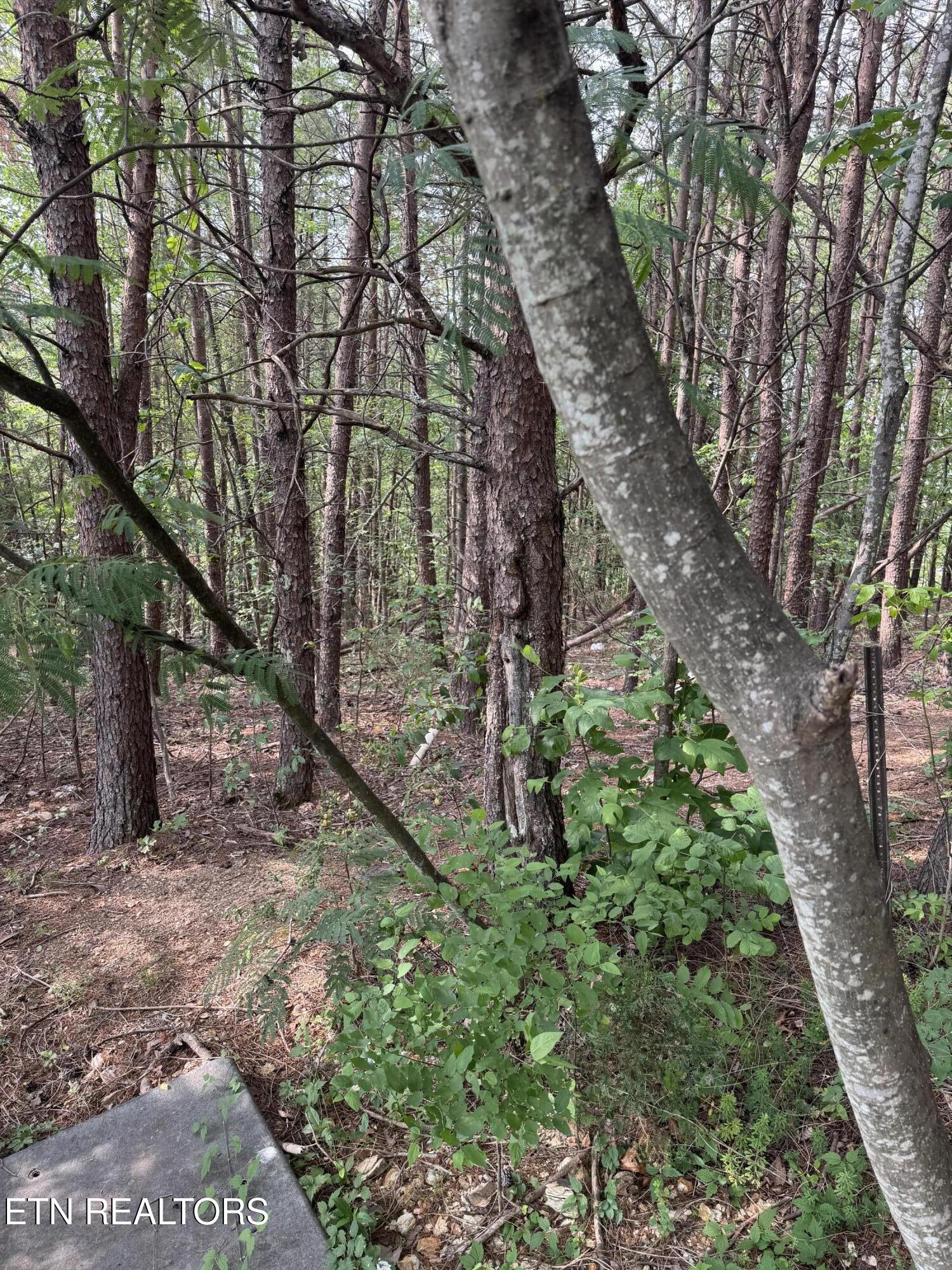 Seth Road Pigeon Forge TN 37863