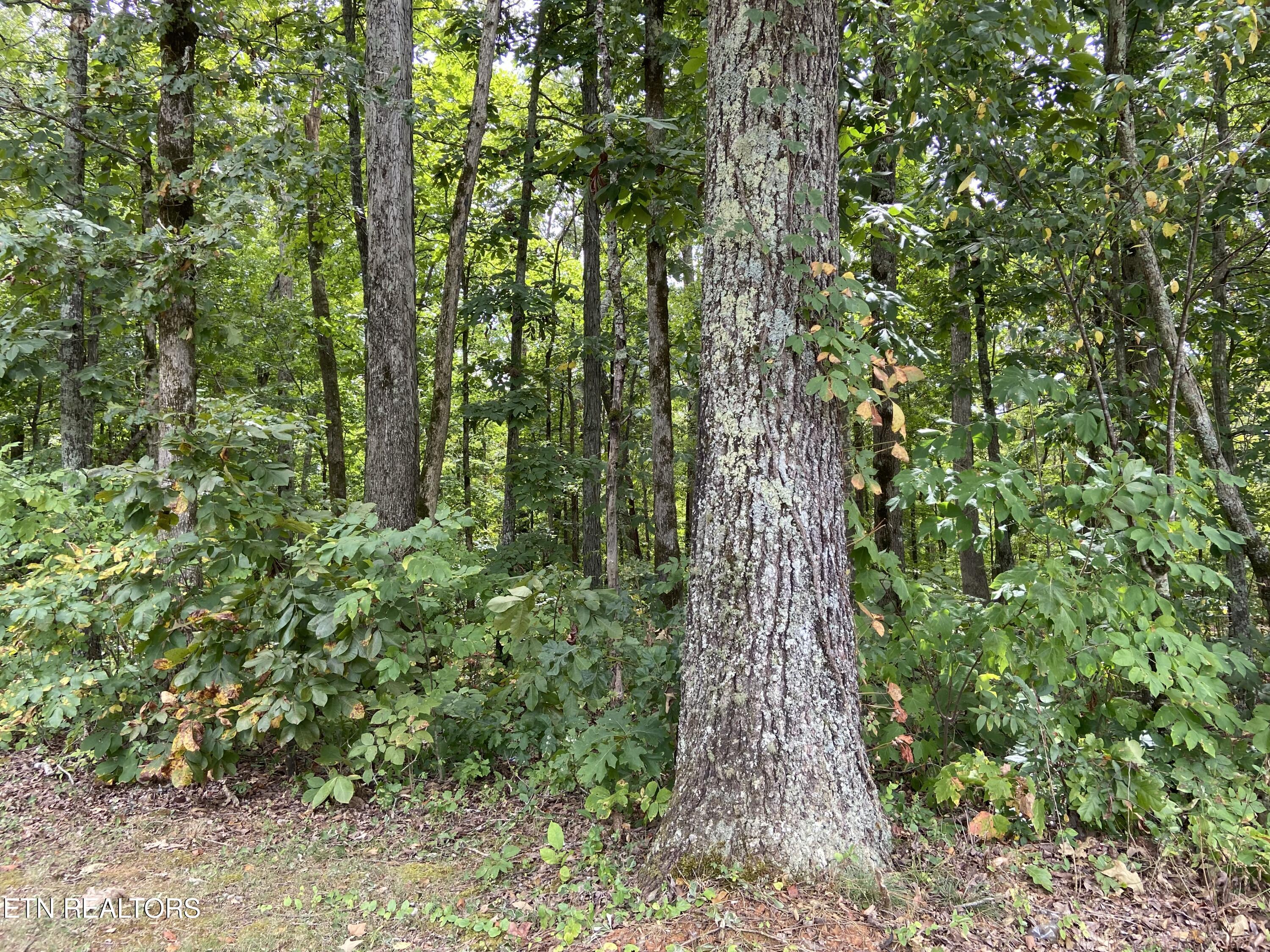 412 Alfred Mccammon Road Maryville TN 37804