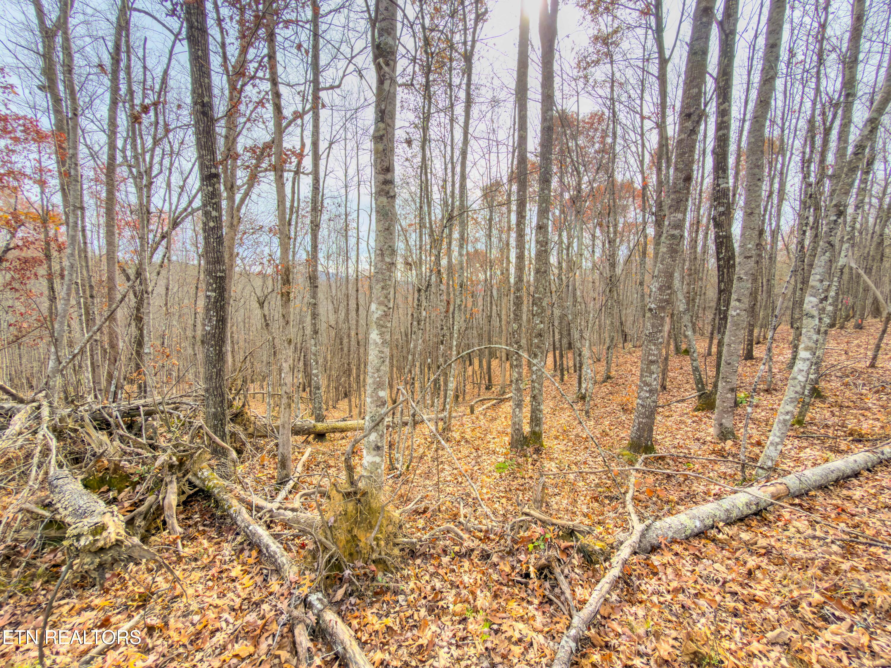 9745 Morgan County Highway Sunbright TN 37872