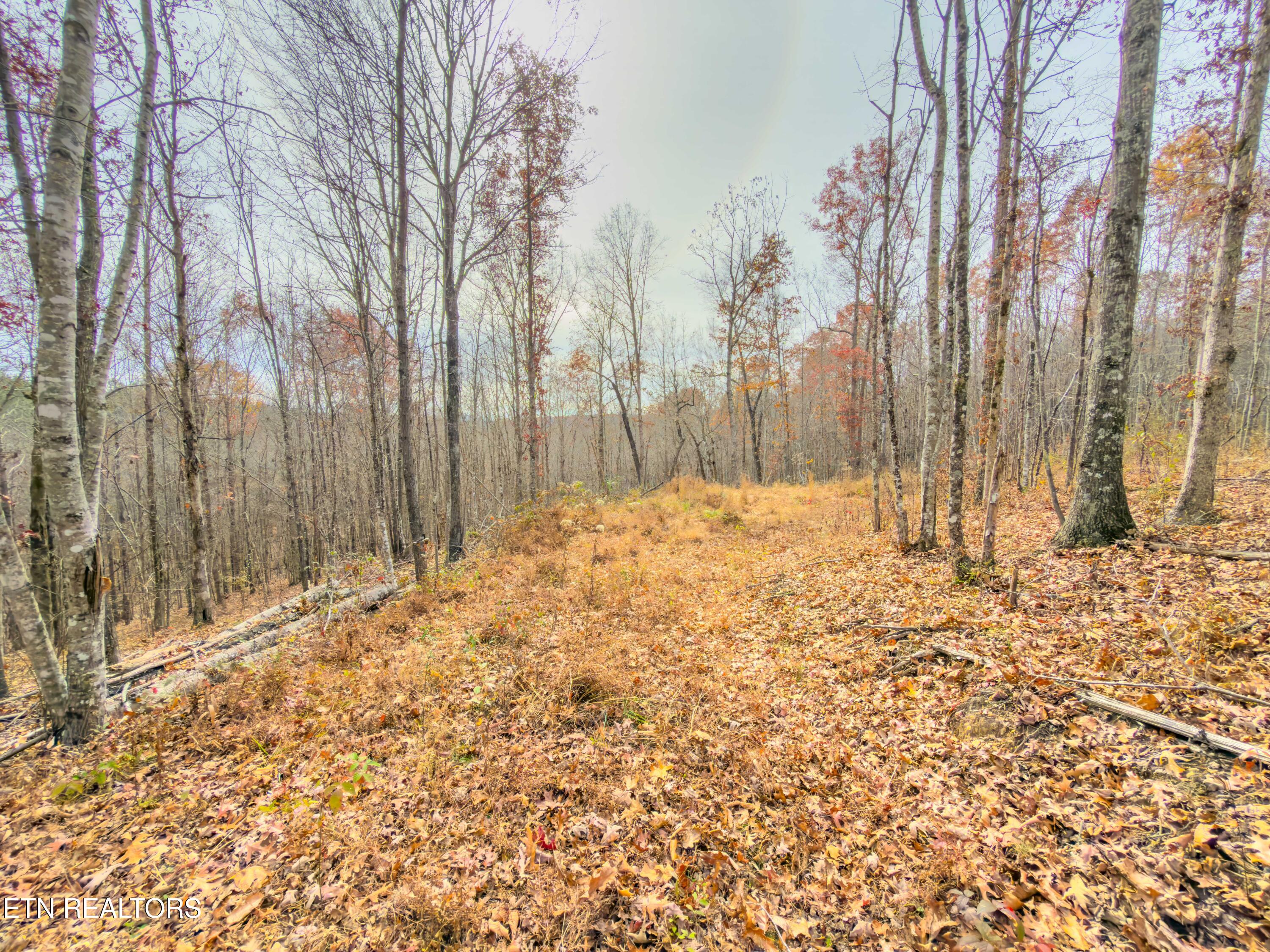 9745 Morgan County Highway Sunbright TN 37872