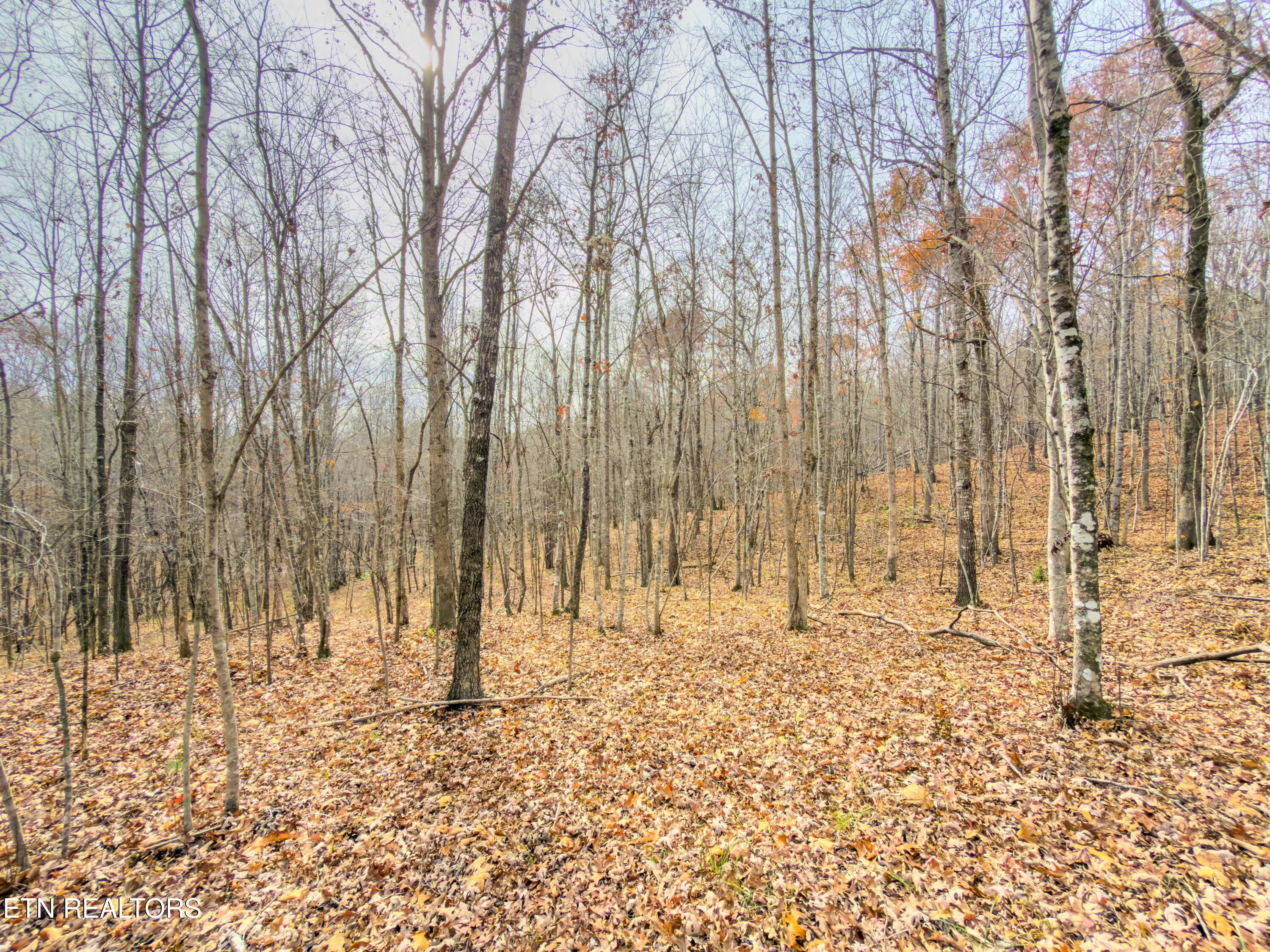9745 Morgan County Highway Sunbright TN 37872