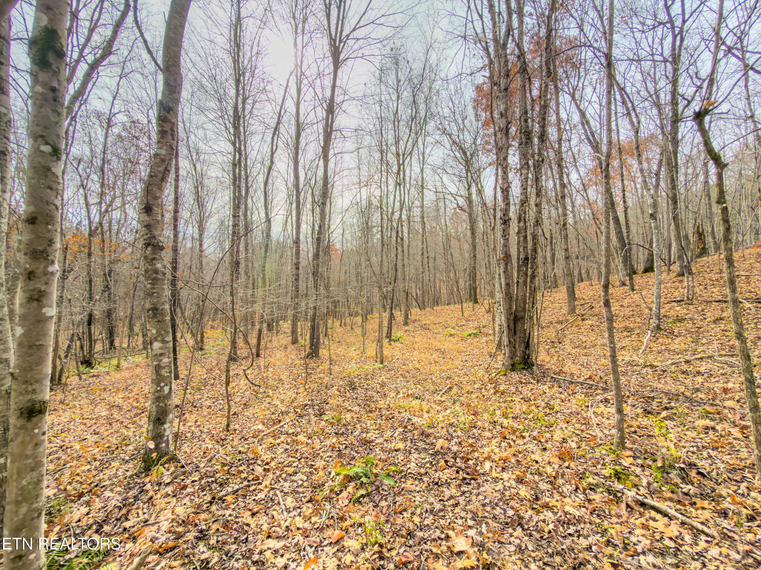 9745 Morgan County Highway Sunbright TN 37872