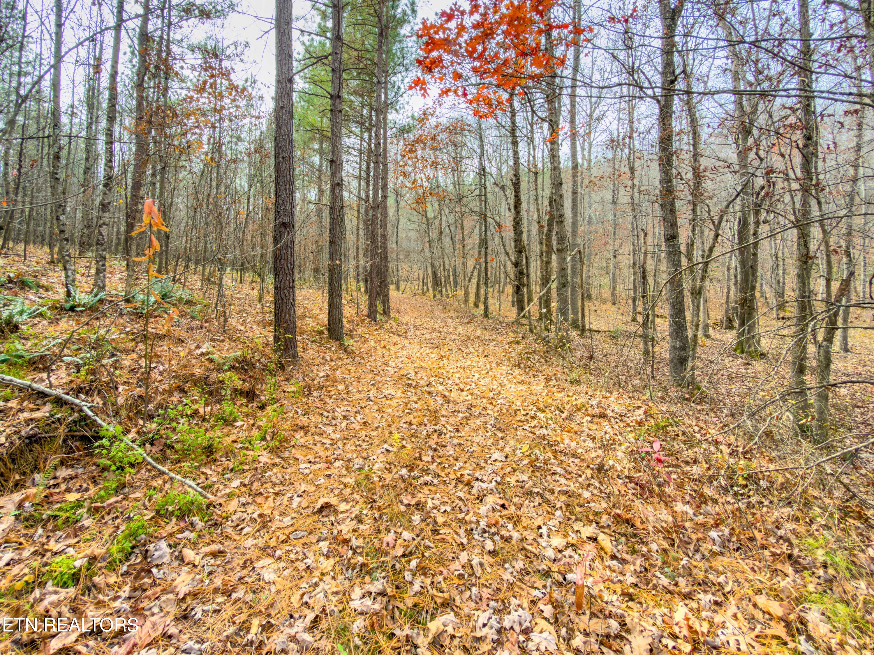 9745 Morgan County Highway Sunbright TN 37872