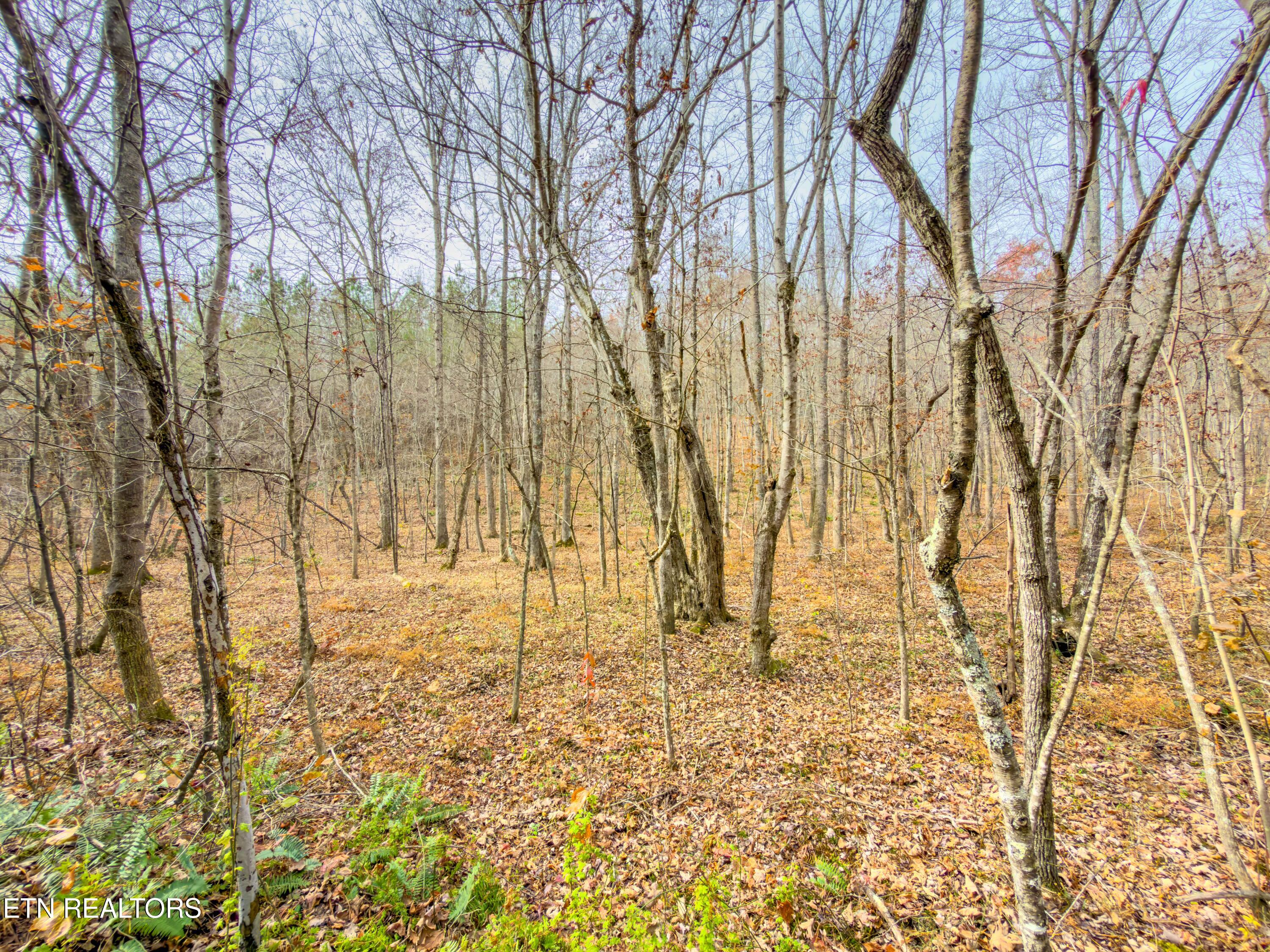 9745 Morgan County Highway Sunbright TN 37872