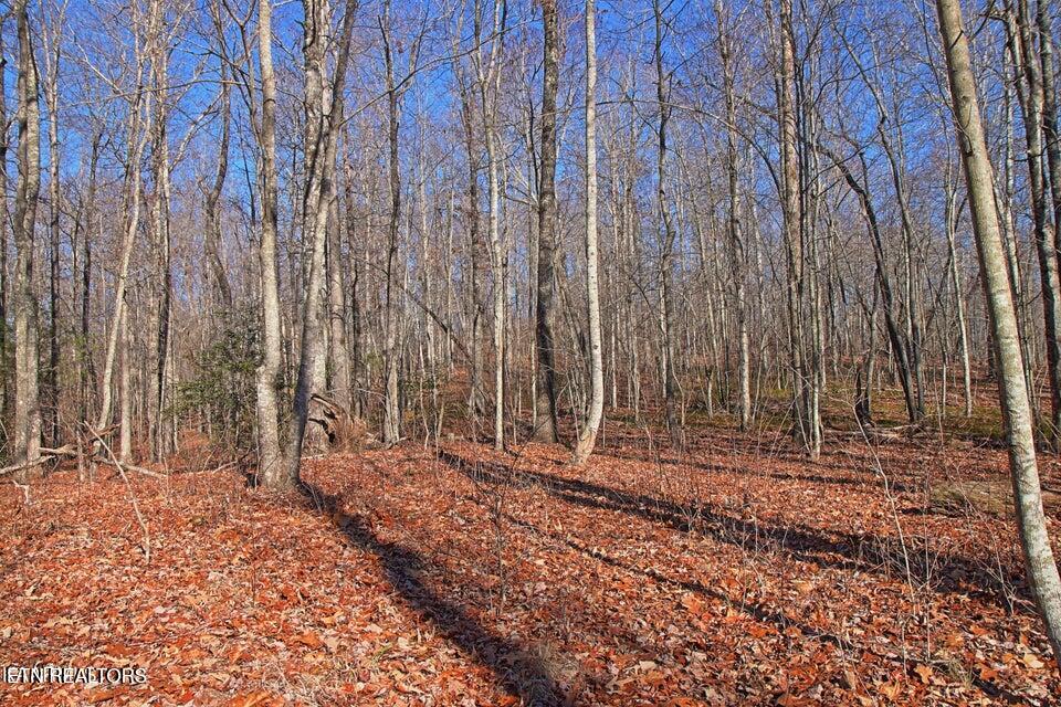 72 Acres Cole Place Road Allardt TN 38504