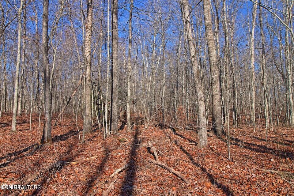 72 Acres Cole Place Road Allardt TN 38504
